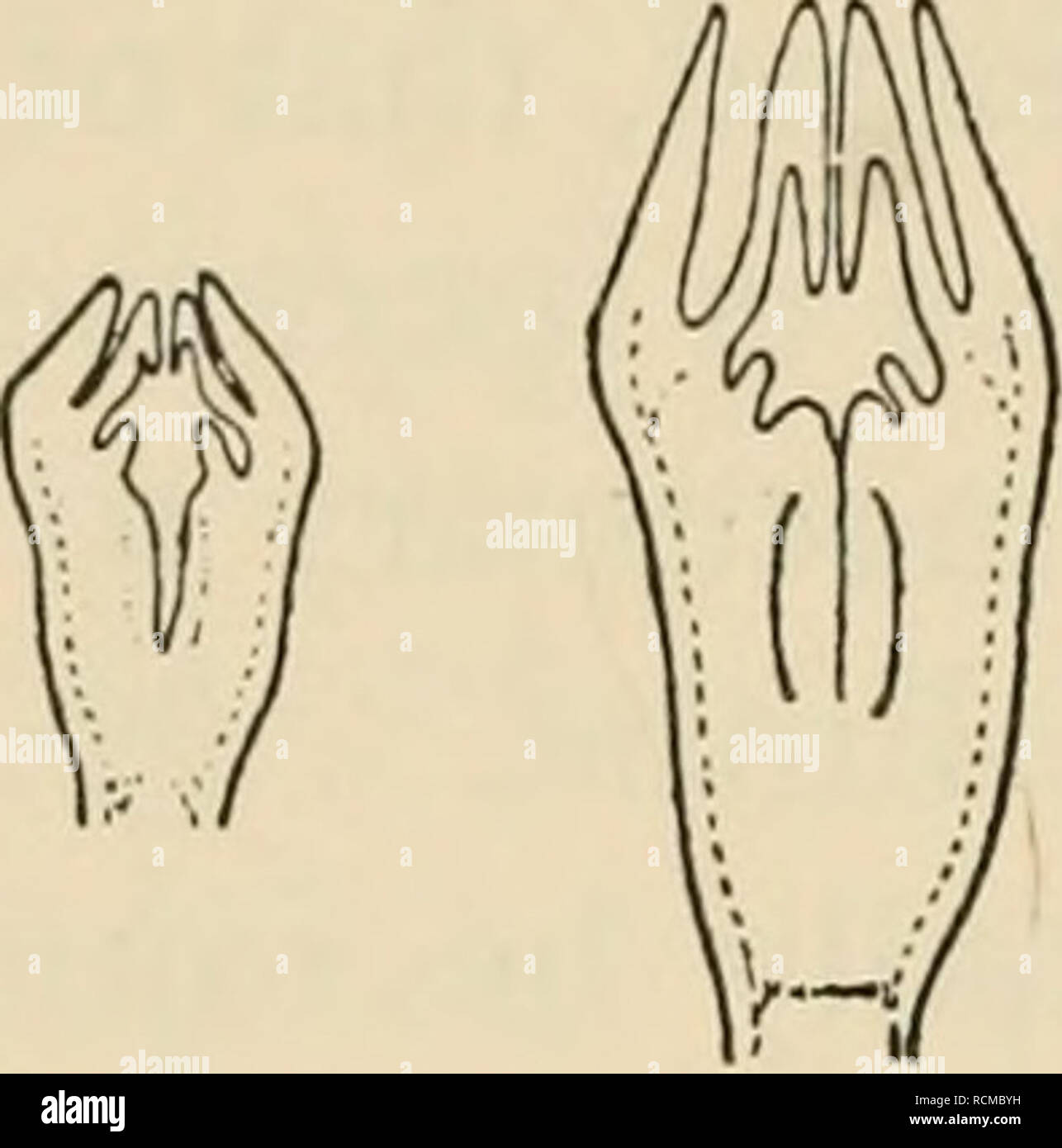 total linear dimensions