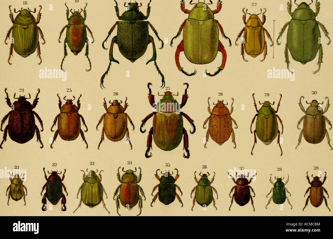. Die exotischen Käfer in Wort und Bild. Beetles. IL' 13 H &lt; m sät A w y ^ ^ ^ 1. Chlorota hirtipes. 2. Parastasia biramosa. 3. Cnemida laeorata. 4. Rutela lineola, 5 laeta 6. Chalcentis lauta. 7. Odontognathus Mvipennis. 8. Pelidnota pulchella, 9. bivittala, 10. litmella, 11. punctata, 12. vireecans, 13. cyanipes. 14. Aglyptoptera Burmeisteri. 15. Pelidn. aeruginosa. 16. Aglypt sumptuoaa. 17. Plusiotis Lecontei, 18. Ädelaida. 19. Chalcoplethis Kirl.yi. 20. Chrysophora ohrysoohlora. 21. Chrysina mat-ropus. 22. Plus, resplendens. 23. Chrys. an na. 24. Byrsopolis castanea, 25. Axeoda Leaohi.  Stock Photo