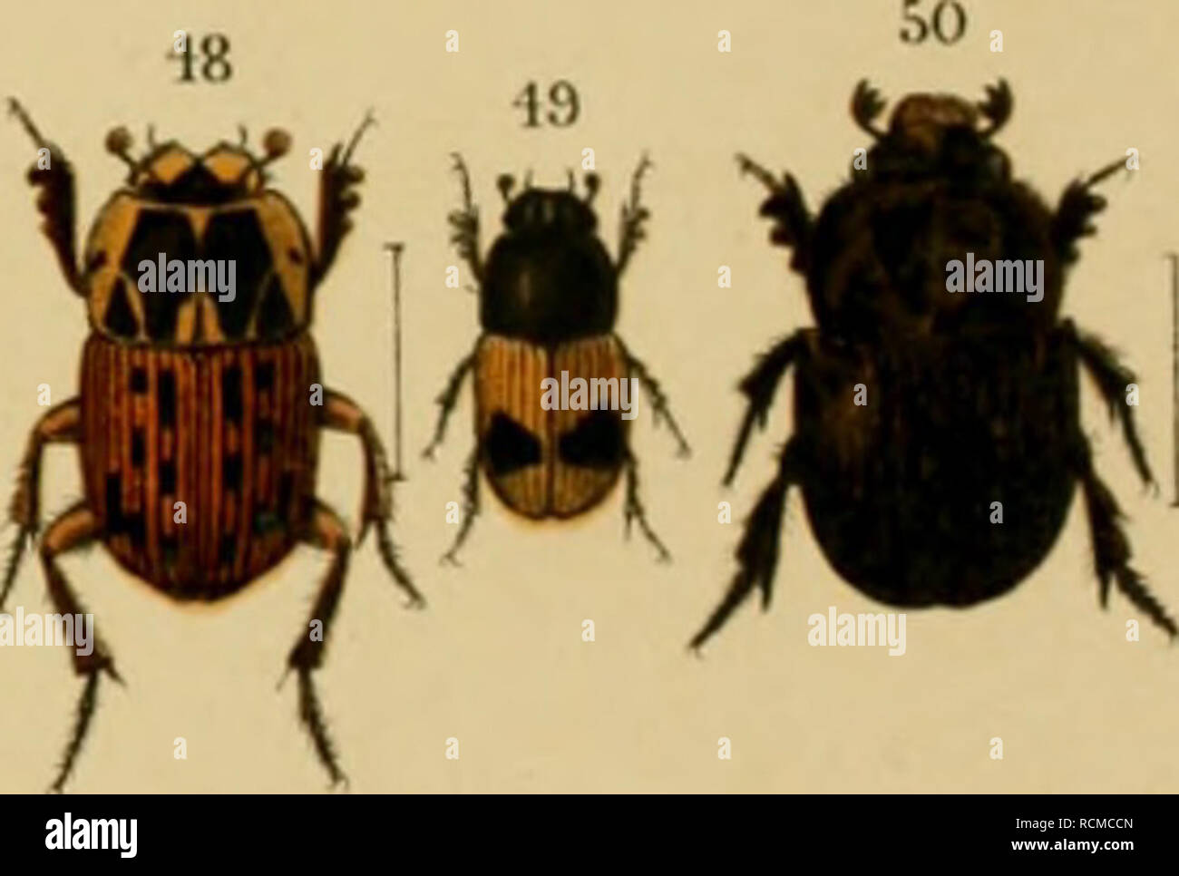 . Die exotischen Käfer in Wort und Bild. Beetles. I. Phanai-us Kirbyi, 2. Mimas, 3. iraperator, 4mis, ::2. I.i&lt;-all..sus. 33 Orstackeri, 34. raugifer. 35. dhres, 36. pyramidalis, 37. nonusus, 38. dama, 39. cuniculus, 40. dromedarius, 41. rubricollis. 42. 0 gdganteas, 43. quadripunctatus, 44. ondatos, 45. brahma, 46. Rhadamistus, 47. tinotus, 18. pictus. 49. Aphodius elegans. 50. Orphnus mysoriensis. 51. Aegidinm colombianum. 52. Phaeochrous Becoarü. 53. Athyreus bifurcatus. 54. eyanesoens. 55. Bolboceras faretum. 50. Geottupes auiatus. 57. Enuplotrupes sinensis. 58. Trox horridus, 59. gutti Stock Photo