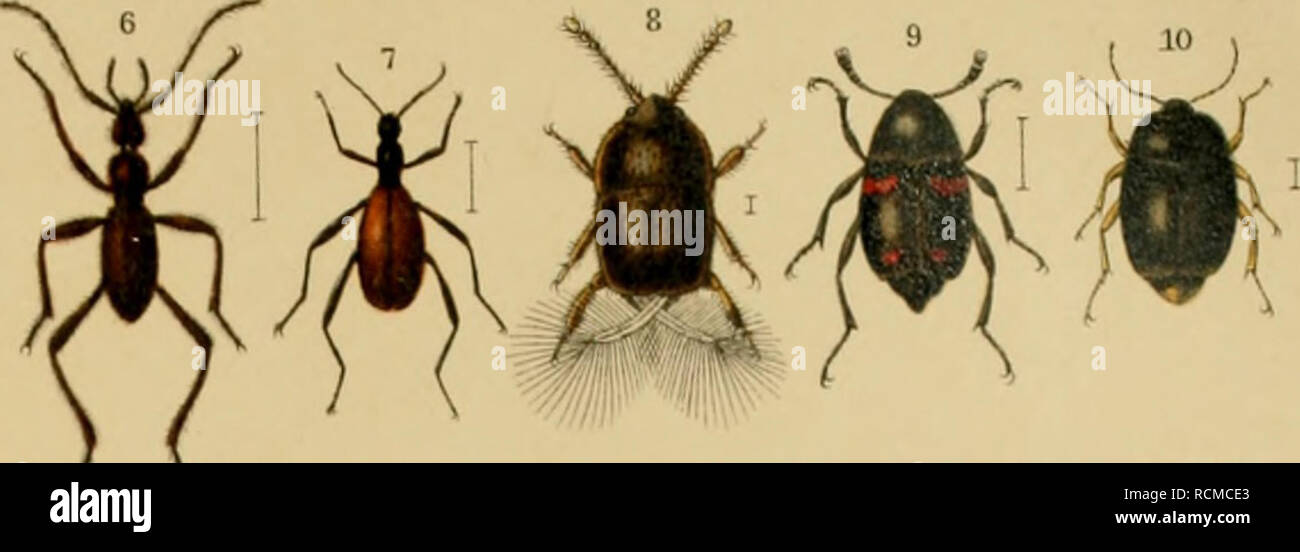 . Die exotischen Käfer in Wort und Bild. Beetles. Pselaphidae. Eetrephidae. Seydmaenidae. Triehopterygidae. Seaphididae. Histeridae. Phalaeridae. Nitidulidae. Trogositidae. Colyclidae. Rhysodidae. Cucujidae. Cryptophagidae. Lathridiidae. Mycetophagidae. Thorietidae. Dermestidae. Byrrhidae. Georyssidae. Parnidae. Heteroceridae.. 21 22 23 0 29 30 f f | i ? ** #4|| 31 3„ 33 3i 35 HHthj. Please note that these images are extracted from scanned page images that may have been digitally enhanced for readability - coloration and appearance of these illustrations may not perfectly resemble the original Stock Photo