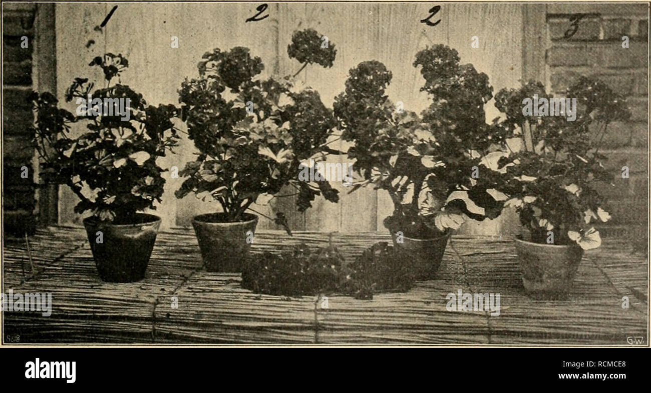 . Die Gartenwelt. Gardening. Blick in ein Gewächshaus mit Pelargonien-Neuheiten von Ludwig Dörsam, Heidelberg-Neuenheim. Originalaufnahme für die „Gartenwell&quot;. seiner zierenden Früchte halber angepflanzt werden kann. Unsere Tafel gibt eine schöne Darstellung vom Schmuck wert dieser Kirsch- oder Paradiesäpfel, sie zeigt die Früchte der Sorte „Hyslop&quot;-; die Späthsclio Baumschule führt zahlreiche Sorten derselben. Diese Sorten sind Bastarde der Pirus baecata mit edlen Obstsorten. Die Früchte haben nicht nur Zierwert, sie können auch zur Geleo- bereituug Verwendung fin- den. Die Rosa rug Stock Photo
