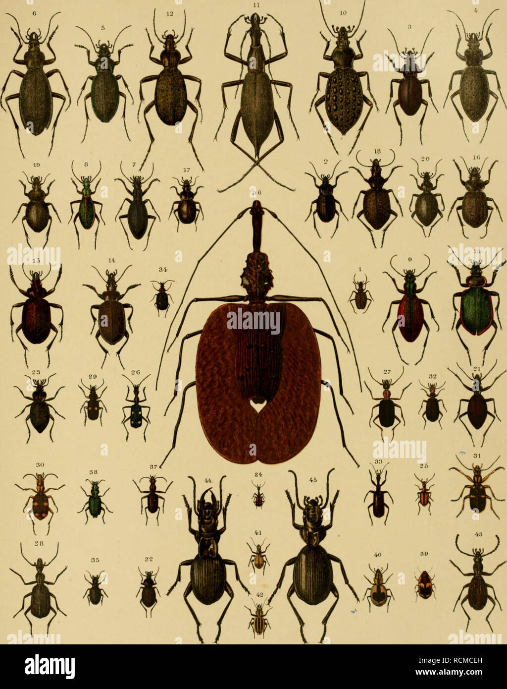 Carabus blaptoides hi-res stock photography and images - Alamy Carabus blaptoides hi-res stock photography and images - Alamy