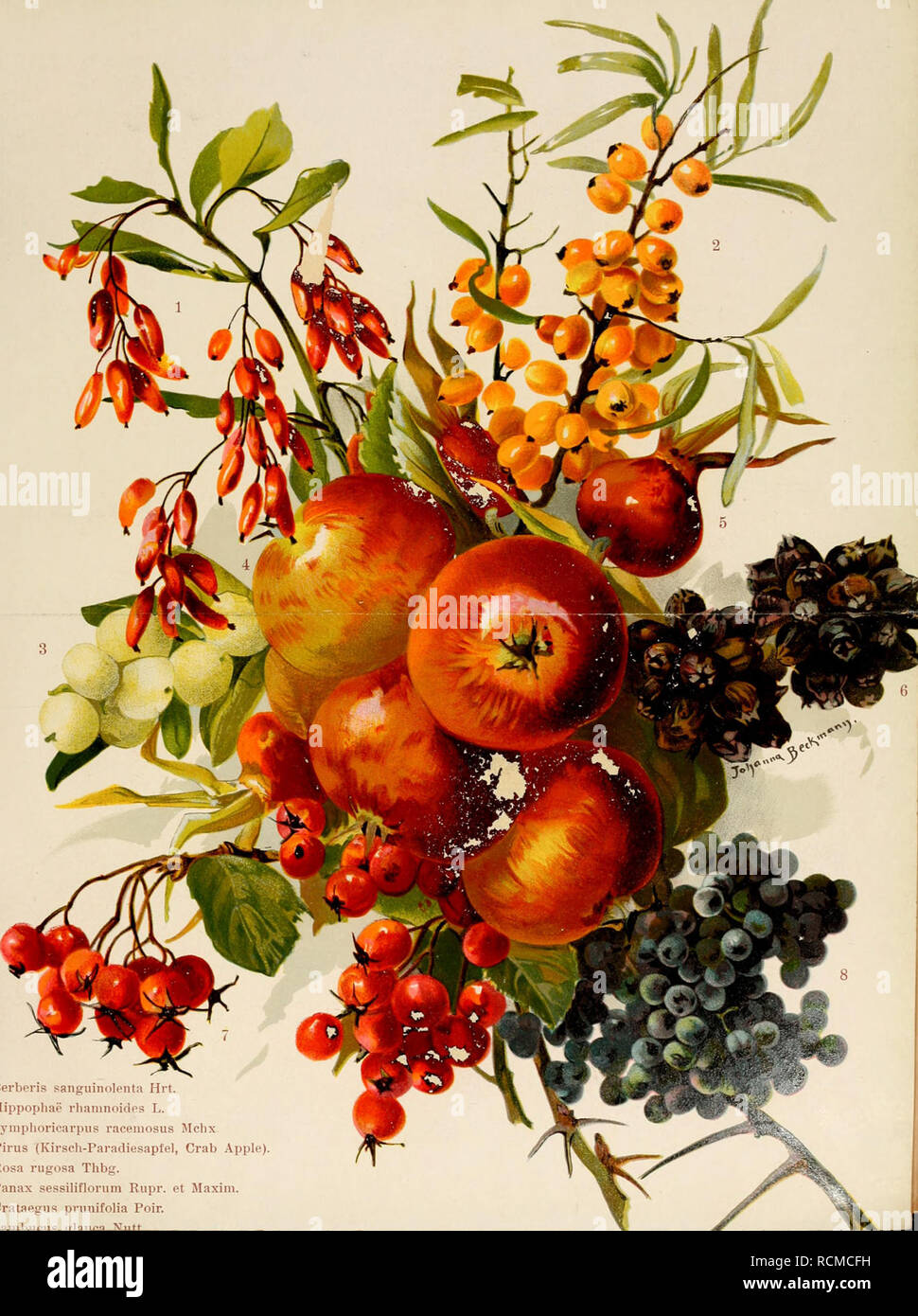. Die Gartenwelt. Gardening. Berberis sanguinolenta Hrt. Hippophae rliamnoides L. Symphoricarpiis raceniosus Mchx Pirus (Kirsch-Paradiesapfel, Grab Apple) Rosa rugosa Thbg. Panax sessiliflorum Rupr. et Maxim. Crataegus prunifolia Poir.. Please note that these images are extracted from scanned page images that may have been digitally enhanced for readability - coloration and appearance of these illustrations may not perfectly resemble the original work.. Berlin : G. Schmidt Stock Photo