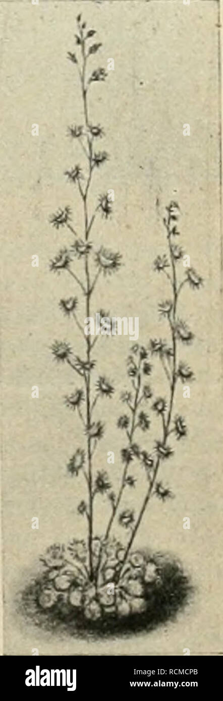 Drosera Indica Stock Photos Drosera Indica Stock Images Alamy