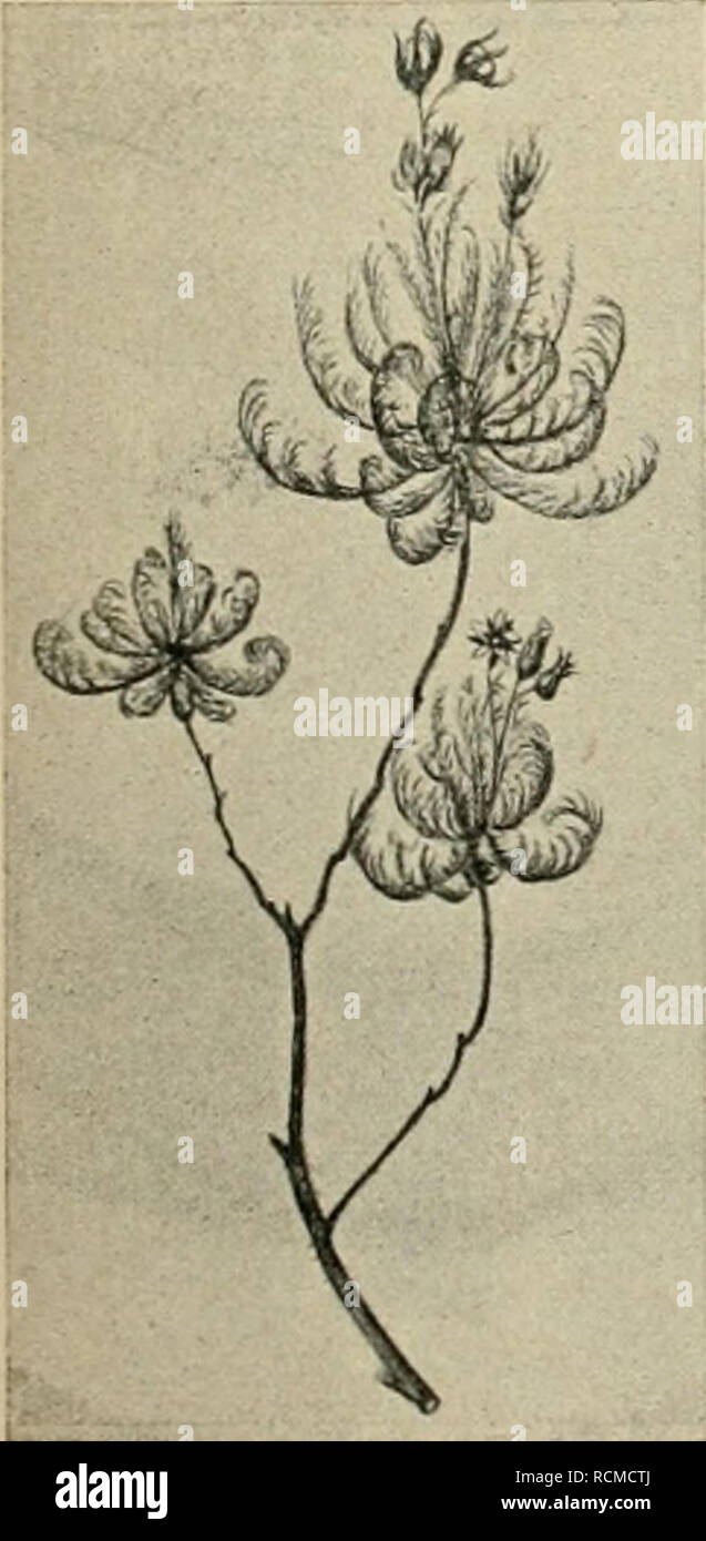 Stick Ins High Resolution Stock Photography And Images Alamy