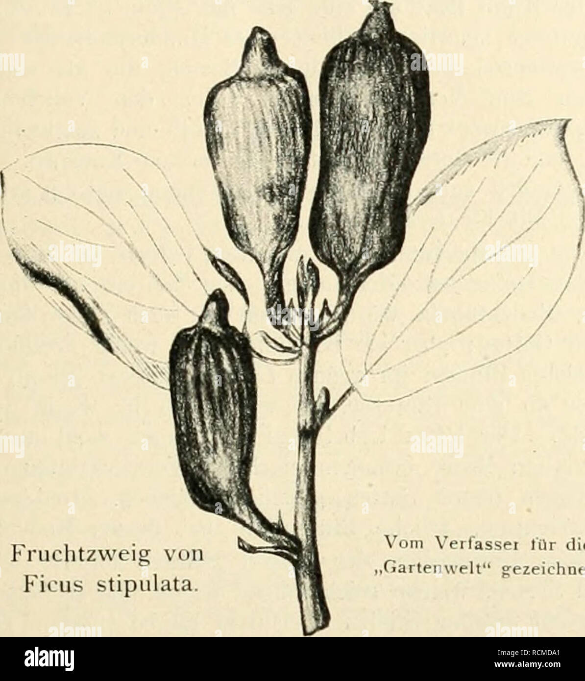 . Die Gartenwelt. Gardening. VII, 8 Die Gartenwelt. 91 Cycas revoluta