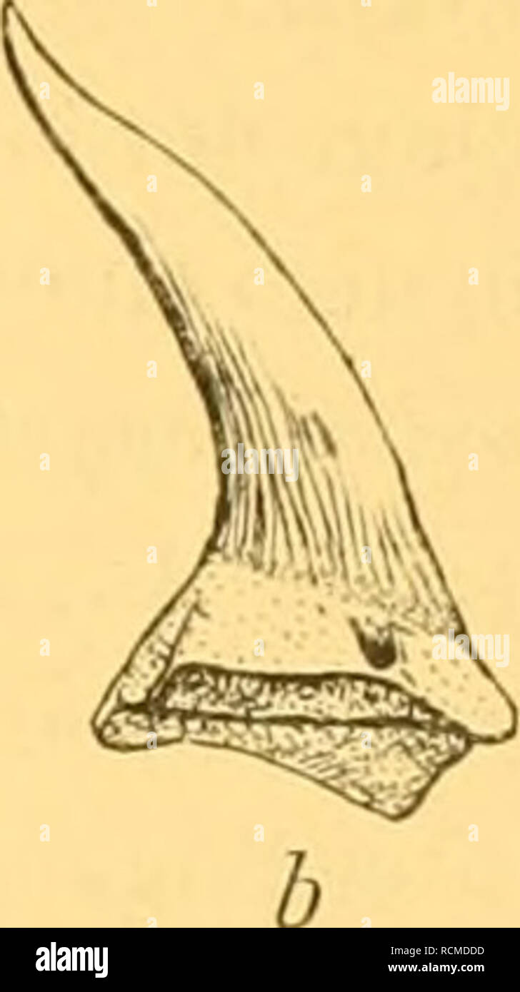 . Die eoc©Þnen Selachier vom Monte Bolca : ein Beitrag zur Morphogenie der Wirbelthiere. Sharks, Fossil. — 167 - Unterkiefer zugleich 3—4 Zahnreiben in Gebrauch sind und die Zweitheilig- keit der Wurzel selbst bei den griffelförmigen Vorderzähnen noch voll- kommen scharf zum Ausdruck kommt, eine Eigenschaft, die sich hei dem von Hemigaleus abzuleitenden Oaleus erhält, aber bei Alopiopsis und Scoh'odon ver- kümmert, um bei den von diesen abstammenden Oaleocerdo einerseits und Prionodon andererseits ganz zu verschwinden. Ferner sind hei Hemigaleus die Vorderzähne noch ganz aufgerichtet, und nur  Stock Photo