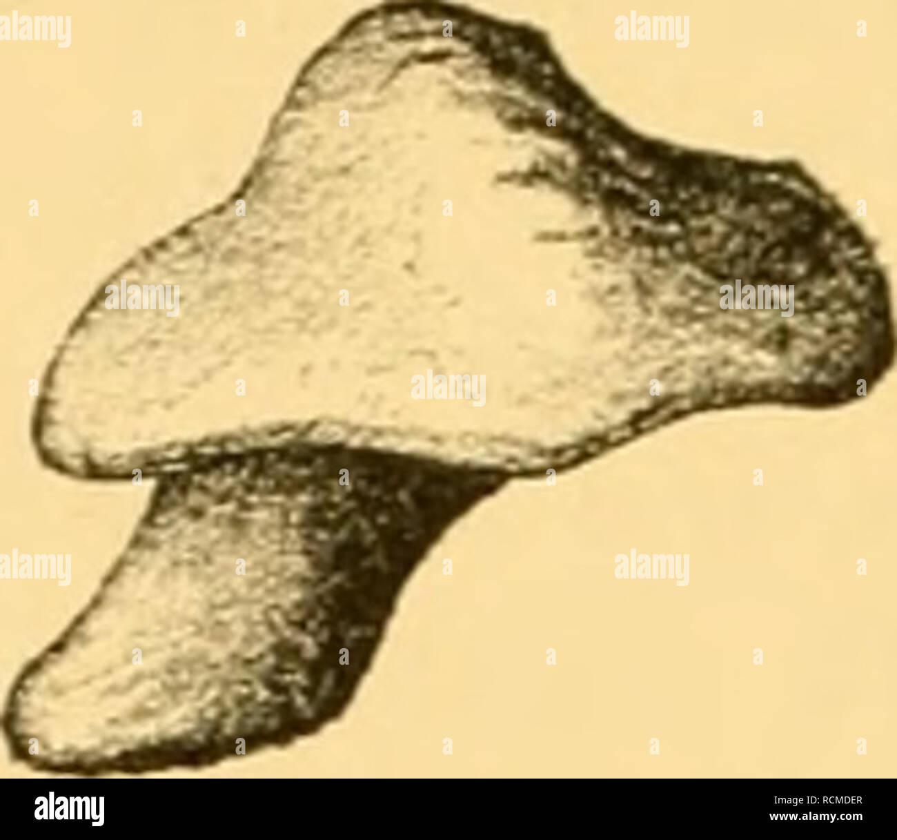 . Die eoc©Þnen Selachier vom Monte Bolca ein Beitrag zur Morphogenie