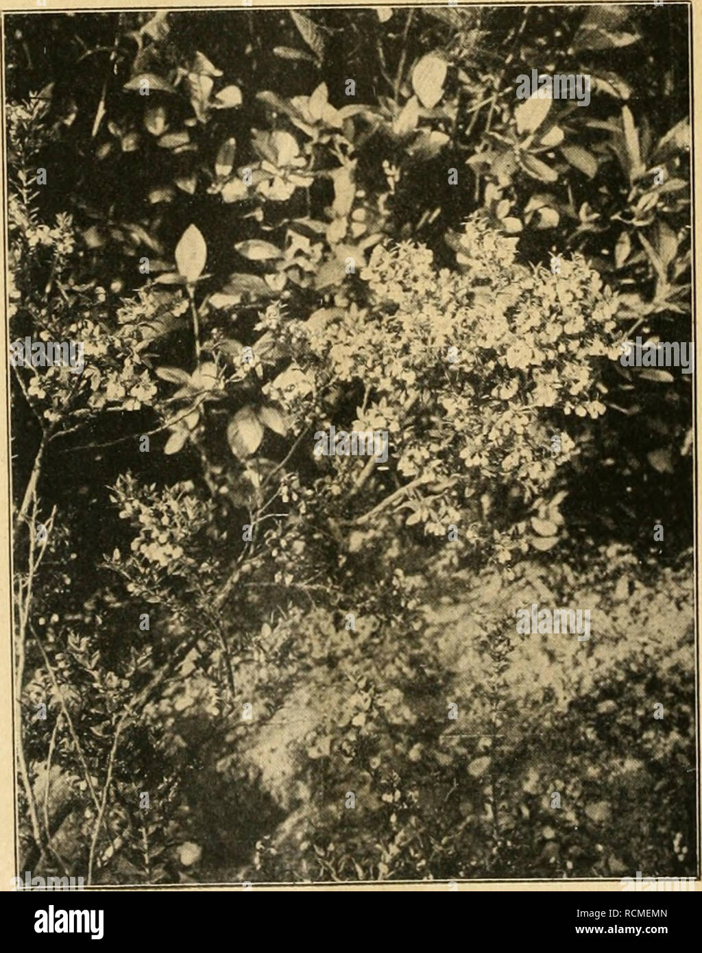 . Die Gartenwelt. Gardening. Ledum Lyoni, unten Pernettya mucronata.. podium vergleichen. Im März, April zieren wadisweiße, mai- blumenartige Blütenglöckchen die Pflanze. Die weißen Blüt- chen kommen durch das tiefe, satte Grün der dicht be- schuppten Zweige recht aus- drucksvoll zur Geltung. Unser Lichtbild zeigt ein junges Pflänzchen. Menziesia empetri/olia, ein niederliegendes, kaum 20 cm hohes Sträuchlein, ist zur Blüte- zeit im Mai mit seinen rot- purpurnen, in doldentraubiger Anordnung stehenden, glocki- gen Blütchen für halbschattige bis sonnigere Stellen aufs wärmste zu empfehlen. Wenn Stock Photo