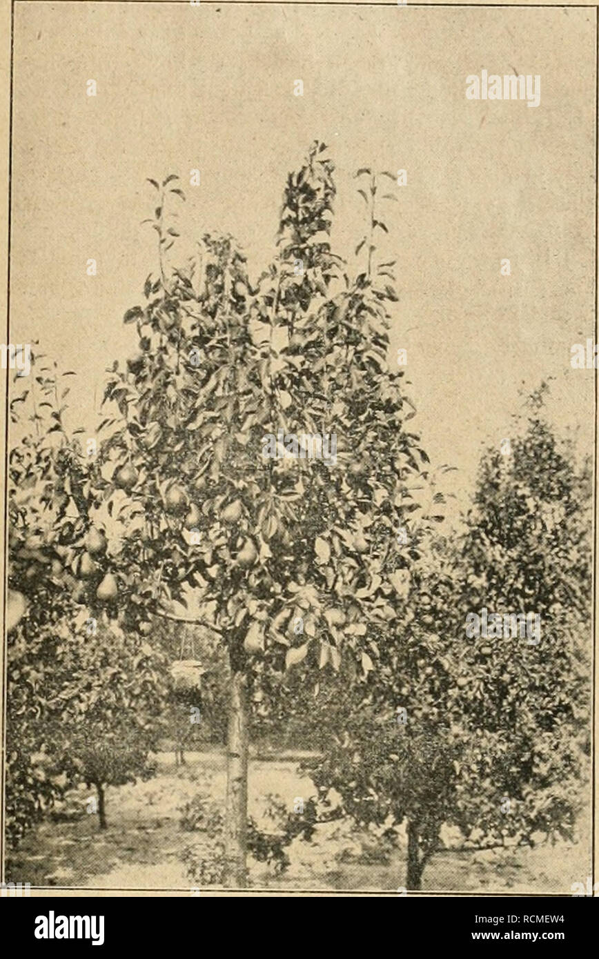 Die Gartenwelt. Gardening. XXn, 42 Die Gartenwelt. 333 Graue meine liebste  Herbstbirne. Der sehr wüchsige Baum reift bei mir Früchte, welche  diejenigen des Berliner Marktes um das Doppelte an Größe übertreffen.