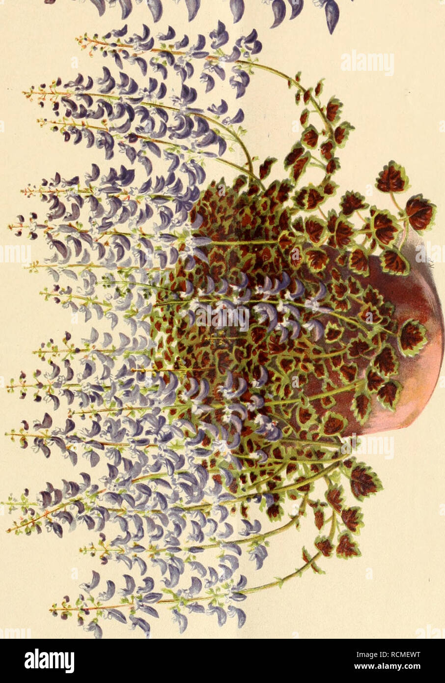. Die Gartenwelt. Gardening. "â â ^. Please note that these images are extracted from scanned page images that may have been digitally enhanced for readability - coloration and appearance of these illustrations may not perfectly resemble the original work.. Berlin : G. Schmidt Stock Photo
