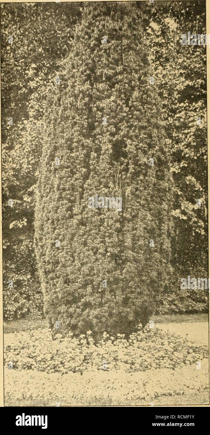 . Die Gartenwelt. Gardening. Taxus baccata, säulenförmig geschnitten. Taxus baccata fastigiata (natürliche Säulenform). Worlerei und die gedrungene Pyramiden bildende pyramidalis. Eine ebenmäßig ausgebuchtete und fast konisch ausgezogene Säulenform bildet die Varietät compacta pyramidalis des glänzend und breitbenadelten Nutkalebensbaumes (Chamae- cyparis nutkaensis), wogegen die Form aurea der Sonnen- zypresse oder Hinoki-Lebensbaumes (Chamaecyparis ohtusa), sowie die Formen pisifera aurea, pisifera plumosa und pisifera plumosa aurea der Erbsenfrüchtigen oder Sawara- Zypresse (Chamaecyparis p Stock Photo