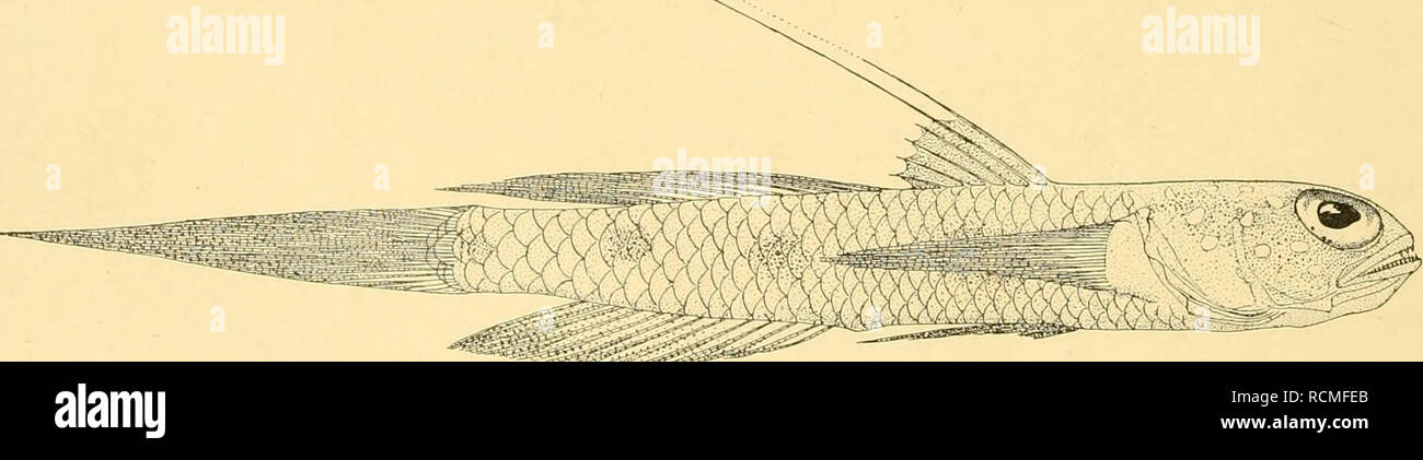 . Die Fische der Siboga-expedition. Fishes. Fig. 96. Gobiiis (OxyurkhtliysJ notoncma M. Web. von Stat. 121. X l'/ä- verhältnissmässig gross, jederseits 14—16; Unterkiefer-Zähne zu etwa 23—25 jederseits, zwei- reihig, kleiner, auch die äussere Reihe. Zunge ganzrandig. Schuppenbedeckung hat gelitten; Schwanzschuppen gross und ctenoid, werden nach vorn zu stets kleiner und vermengt mit zer- streuten kleinen, cycloiden; Kopf und Nacken durchaus nackt. Dornen der i. Dorsale verlängert, der I. bis 5. ungefähr bis zum 7. Strahl der 2. Dorsale. Deren Strahlen sind auch verlängert, die letzten reichen, Stock Photo