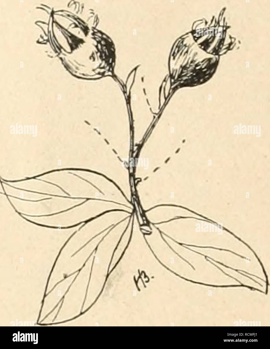. Die Gartenwelt. Gardening. Fig. 2 A. Crataegomespilus Dardari BlÃ¼tenzweig (','-, nat. Gr.) SterilitÃ¤t darin zu erblicken ist, daÃ das Meri- stem des Ve- getationskegels der Mischlinge vegetativen Ur- sprungs ist, be- dÃ¼rfte wohl auÃer anderem noch der wei- teren KlÃ¤rung. Magnolia Kobus D. C. (Hierzu die Abb. der Titelseite.) Eine in Japan heimische Art, dort in der Ebene. Fig. 2B. Zweig mit FrÃ¼chten (Vr, nat. Gr.) wie auch im Gebirge vorkommend, und schÃ¶n gebaute, bis 20 m hohe BÃ¤ume bildend. Sie ist auch fÃ¼r unsere GÃ¤rten ein sehr brauchbarer und dankbarer BlÃ¼ten- baum oder -Strau Stock Photo