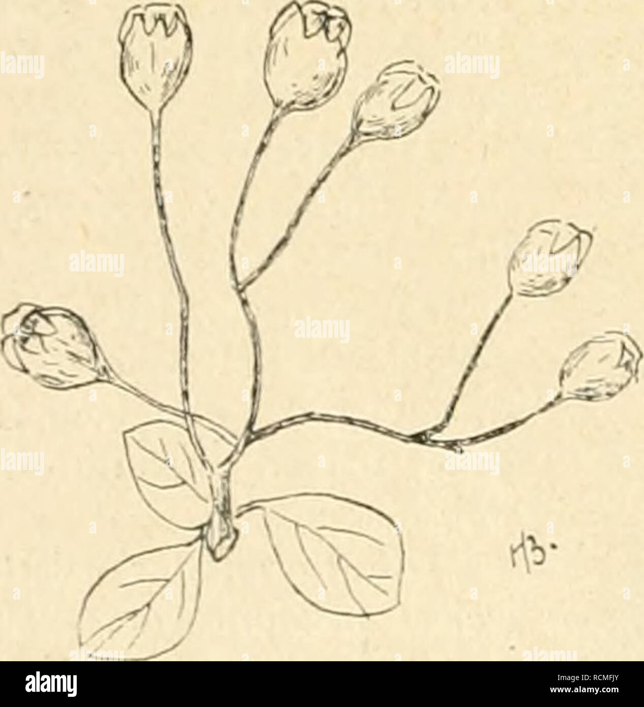 . Die Gartenwelt. Gardening. Fig. 1 A. Crataegomespilus Asnieresi Blattzweig (stark verkl.) fällt die Blüte mit der des Weißdorns zu- sammen , er- scheint aber 10 bis 12 Tage früher als bei h:^/&gt;V^^^^iJ '^ 1/ y/^l/ry^'l Cr.Dardari. Die ' —A7-is,.^r^^^C^&gt;&gt;!i U/ /&lt;^'^V rj^-^--^  Früchte, welche der Blüte ent- sprechend ein wenig größer als beim Weißdorn sind, färben sich nicht rot, son- dern nehmen auffälligerweise die lederbraune Mispelfarbe an. Der Kelch ist zu- rückgeschlagen , der Frucht an- liegend. (Fig. 1, D.) Aus der Beschreibung geht also hervor, daß C Asnieresi viele  Stock Photo