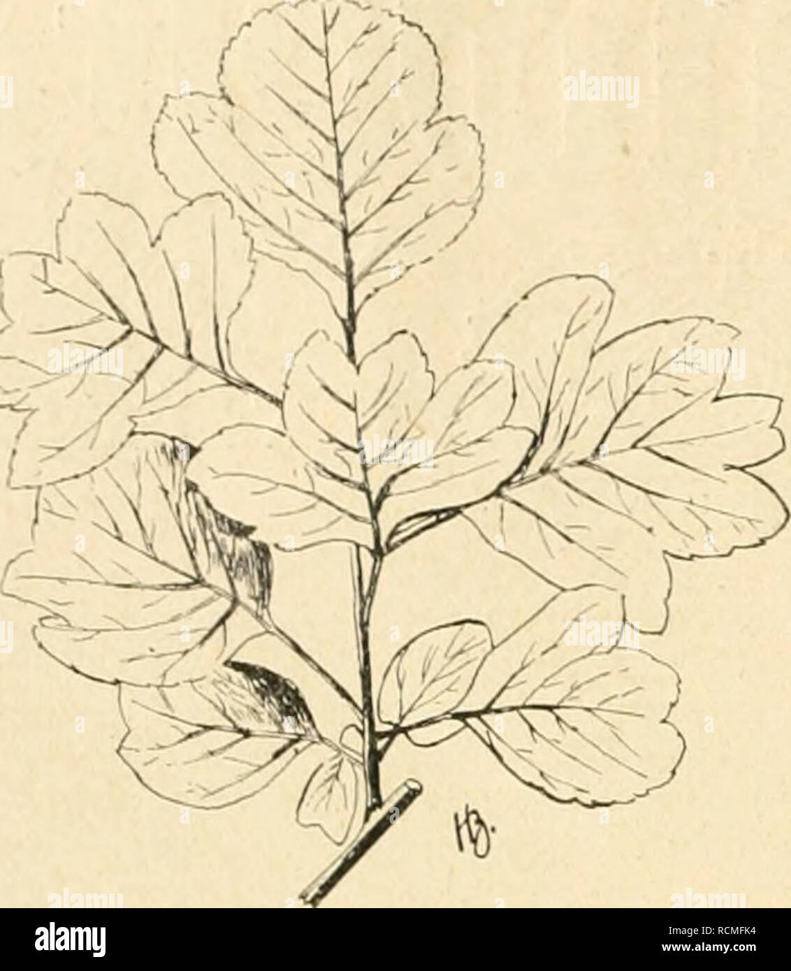 . Die Gartenwelt. Gardening. •482 Die Clartenwelt. XX, 41. Fig. 1 A. Crataegomespilus Asnieresi Blattzweig (stark verkl.) fällt die Blüte mit der des Weißdorns zu- sammen , er- scheint aber 10 bis 12 Tage früher als bei h:^/&gt;V^^^^iJ '^ 1/ y/^l/ry^'l Cr.Dardari. Die ' —A7-is,.^r^^^C^&gt;&gt;!i U/ /&lt;^'^V rj^-^--^  Früchte, welche der Blüte ent- sprechend ein wenig größer als beim Weißdorn sind, färben sich nicht rot, son- dern nehmen auffälligerweise die lederbraune Mispelfarbe an. Der Kelch ist zu- rückgeschlagen , der Frucht an- liegend. (Fig. 1, D.) Aus der Beschreibung geht also  Stock Photo