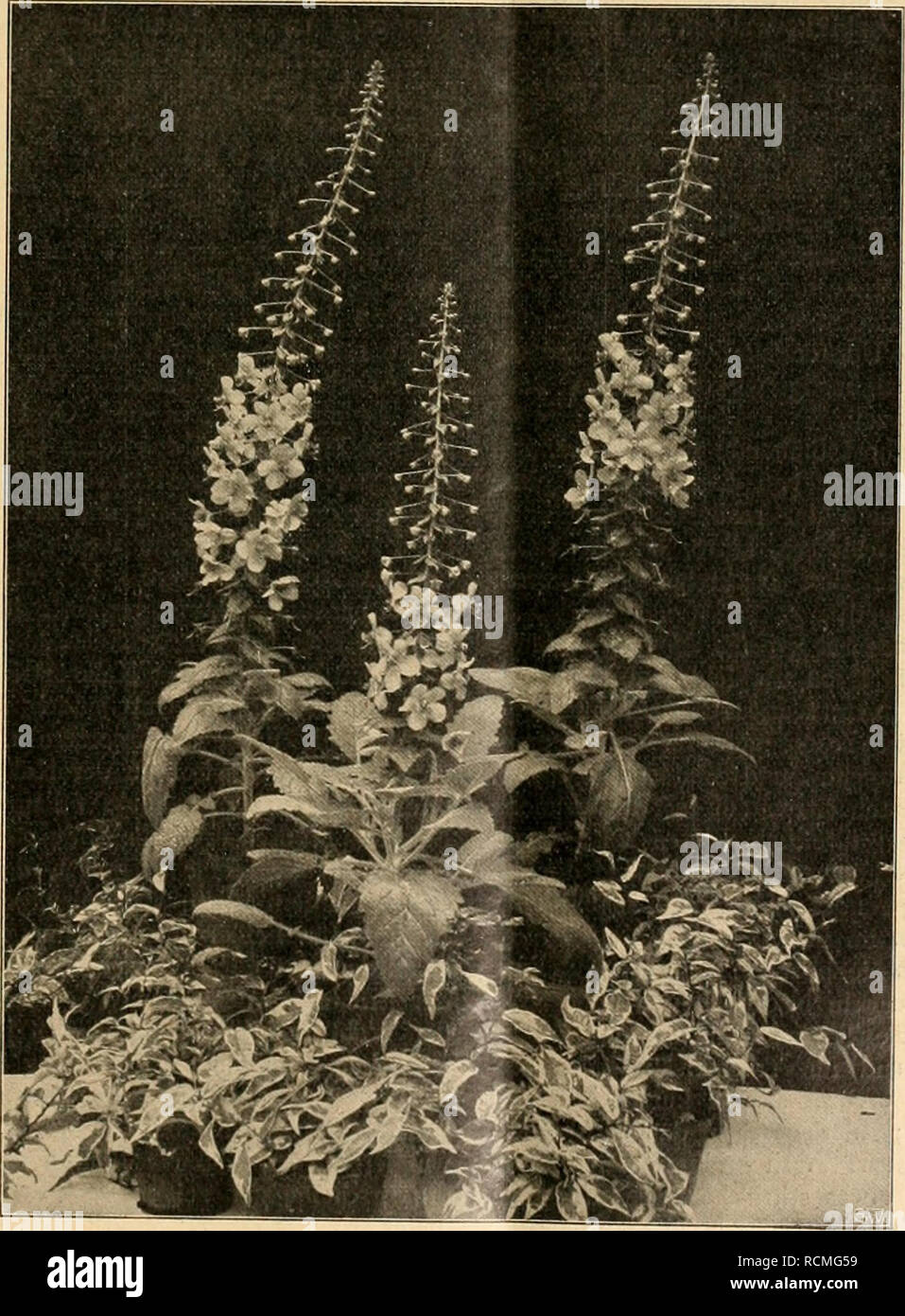 . Die Gartenwelt. Gardening. XVII, 28 Die Garten weit. 383 Pfefferkraut, Ceranium, Wicken, besonders Laihyrus silvestris, alle Agrumen (Orang-en, Zitronen, Mandarinen usw.), Phoenix, Thymian, Eucalyptus, falscher Pfeffer (Schinus molle), Judasbaum (Cercis Siliquastrum), Johannisbrotbaum (Ceratonia Siliqua), weiblich, So- phora japonica. Gute Futterpflanzen: Alle Steinfrüchte (Mandeln, Aprikosen, Pfirsiche, Pflaumen), Bohnen, Linsen, Brom- beeren, Akazien (Robinia und Acacia), Tulpenbaum, Tamarix, Perückenstrauch, Agave (Zuckersaft, aus verletztem Blütenstengel reichlich quellend), Ailantus, Sa Stock Photo