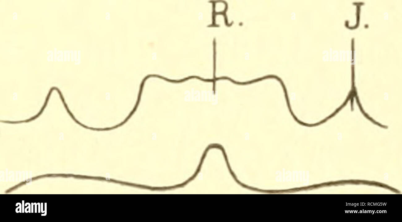 Die Fauna Sudwest Australiens Ergebnisse Der Hamburger Sudwest Australischen Forschungsreise 1905 Zoology Australia Scientific Expeditions