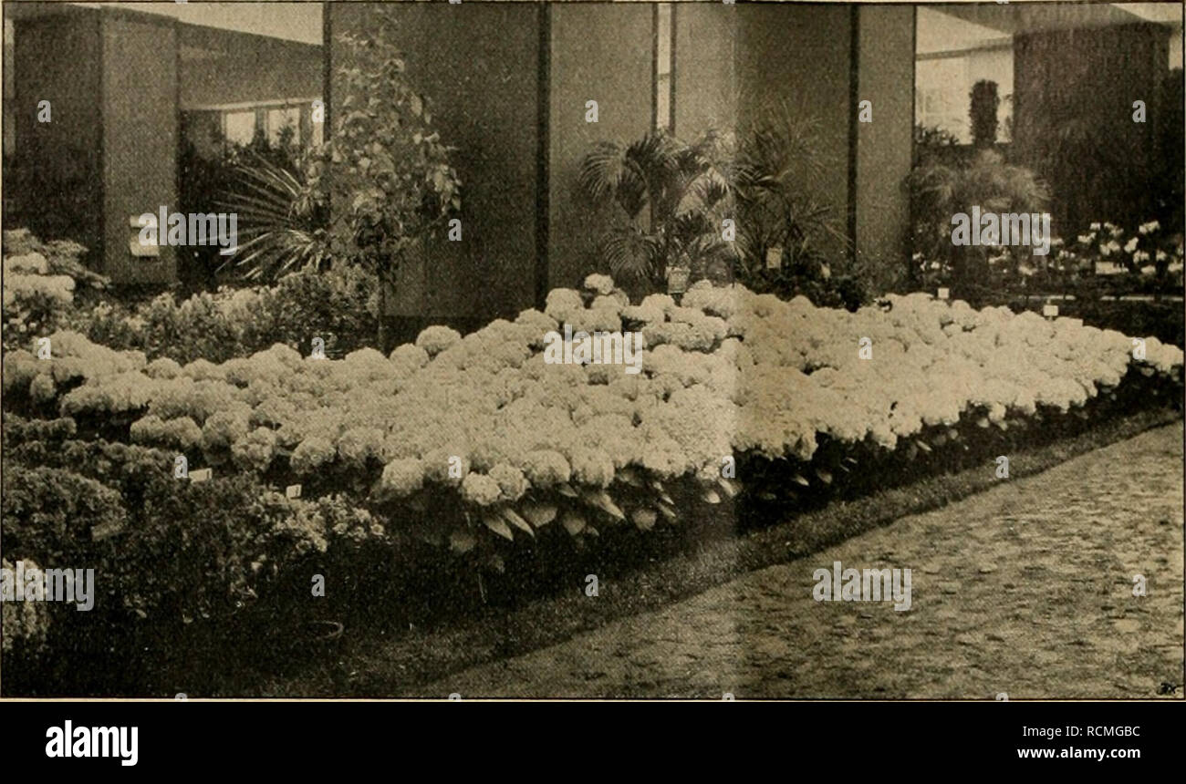 . Die Gartenwelt. Gardening. 312 Die Gartenwelt. XVIII, 23