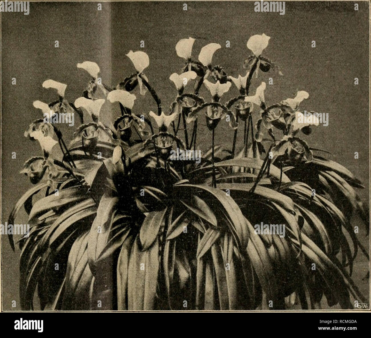 Pra Chtige High Resolution Stock Photography And Images Alamy