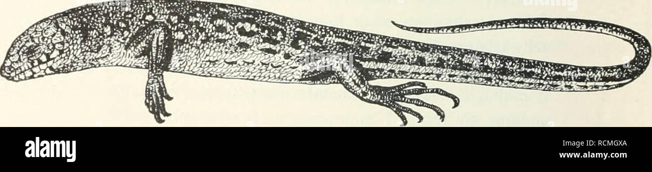 . Die Fauna Südwest-Australiens; Ergebnisse, hrsg. von W. Michaelsen und R. Hartmeyer. Zoology. 474 Franz Werner, das Auge; uur eiu Paar Nuchalia, viel größer als die folgenden Schuppen. . E. pulchra n. sp. C. Rücken- und Schwanzscliuppen einkielig, der Kiel hinten in einen Stachel ausgezogen . E. Cunninghami Gray IL Schwanz stark niedergedrückt, breit, kürzer als der Körper, stachelig. Frontonasale in Kontakt mit dem Rostrale; obere Schwanzschuppen einspitzig . . E. Stokesii A. Dum. Nasalia in Kontakt hinter dem Rostrale; obere Schwanzschuppen dreispitzig (die Mittel- spitze am längsten) E. d Stock Photo