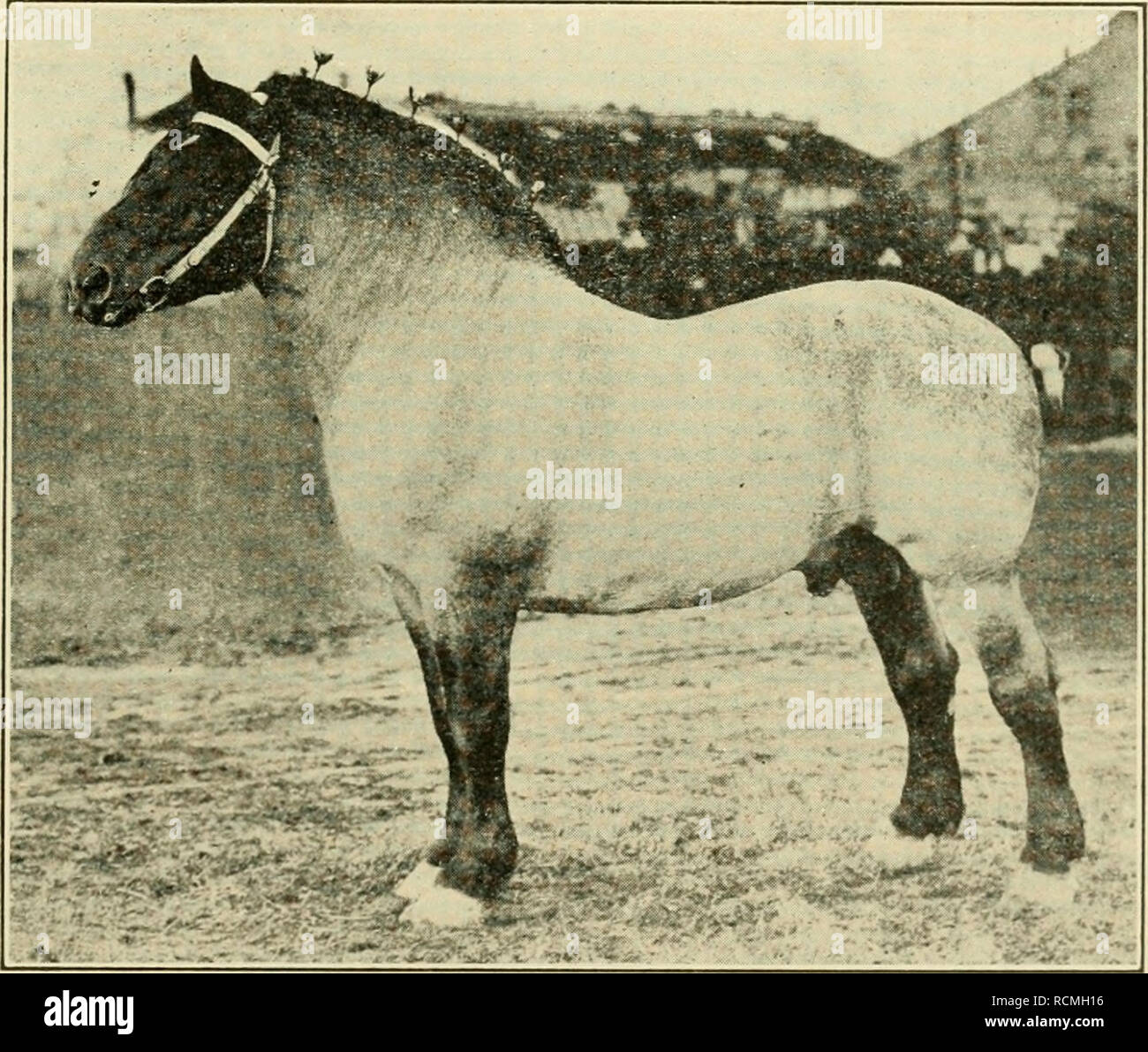 Elements of farm practice. Agriculture. HORSES 179 the most common and most  popular draft breed in this country. They are black or gray in color and  normally weigh from 1,800 to