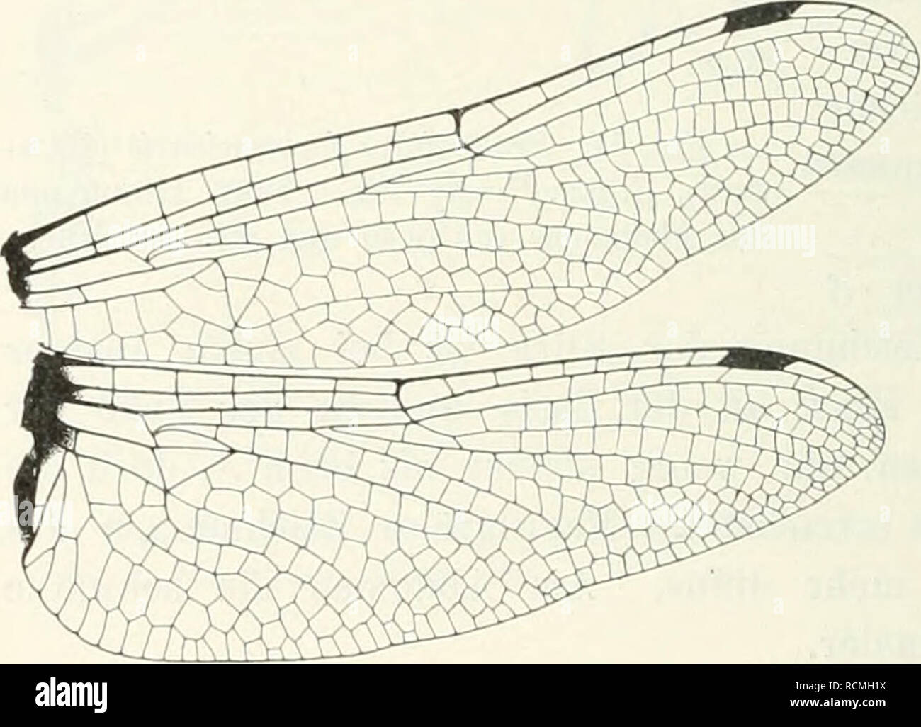 Page 3 - Somatochlora High Resolution Stock Photography and Images - Alamy