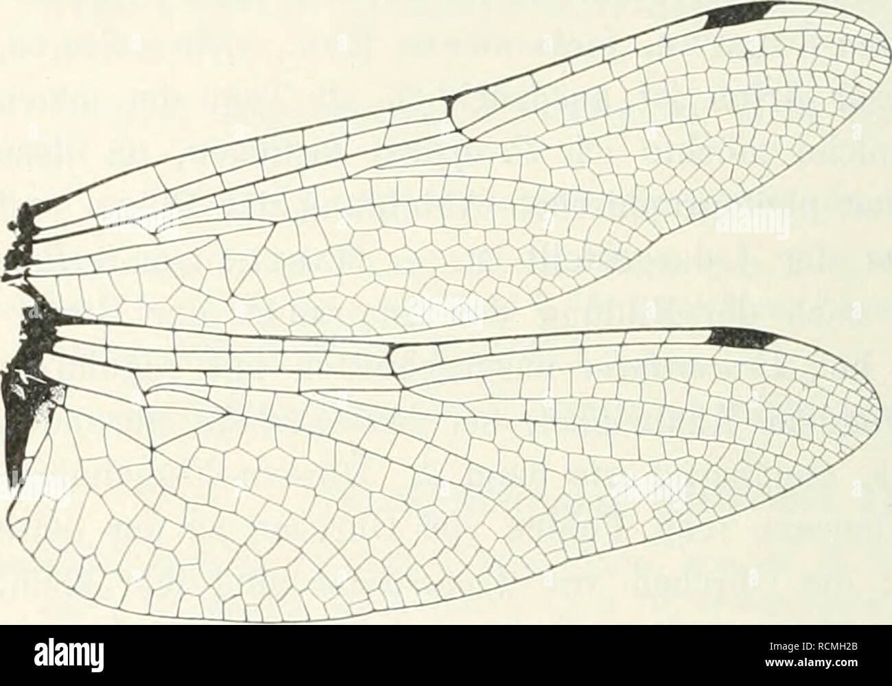 . Die Fauna Südwest-Australiens; Ergebnisse, hrsg. von W. Michaelsen und R. Hartmeyer. Zoology. 438 F. Ris, 21. Procoi'dulia jacksoniensls (Rambur). Gordulia jacksoniensls Rambde, N6vr. p. 147 (1842) (J Neu-Holland). — Selys, Synops. Cordul., p. 26 (1871) (N. S. Wales, West-Australien). Somatochlora jacksoniensis Selys, 2. Add. Synops. Cordul., p. 27 (1878). — Kirby, Cat. p. 47 (1890). — Martin, Möm. Soc. zool. France, 1901, p. 225 (Victoria). Proem-dulia jacksoniensis Martin, Coli. Selys, Cordul., p. 16 (1906) (West-Australien, Victoria, N. S. Wales). In KoU. Michaelsen-Hartmeyer nicht vertre Stock Photo