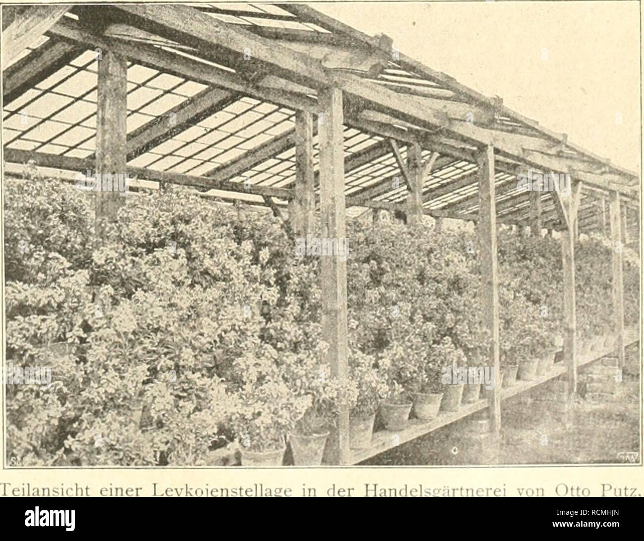 . Die Gartenwelt. Gardening. [ustriertes Wochenblatt für den oresamten Gartenbau. Jahrgang IX. 24. Juni 1905. No. 39. Xachdruck und Nachbildung aus dem Inhalt dieser Zeitschrift wird strafrechtlich verfolgt. Gärtnerische Reiseskizzen. Aus meiner Reiseniappe. Erfurt. Vom Herausgeber. {Hierzu sechs Abbüdimgeti.) W er die Erfurter Kulturen in Ruhe besichtigen will, der muß sich mit einem acht- bis zehntägigen Aufenthalt in diesem Zentralorte des deutsehen Blumensamenbaues vertraut machen. Bei einem kürzeren Aufenthalt muß man sich auf eine Besichtigung der gi-ößten Kultm-en beschränken. Dies gilt Stock Photo