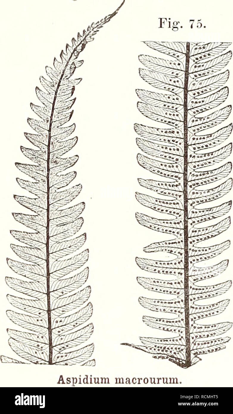 . Die farnkräuter der jetztwelt, zur untersuchung und bestimmung, der