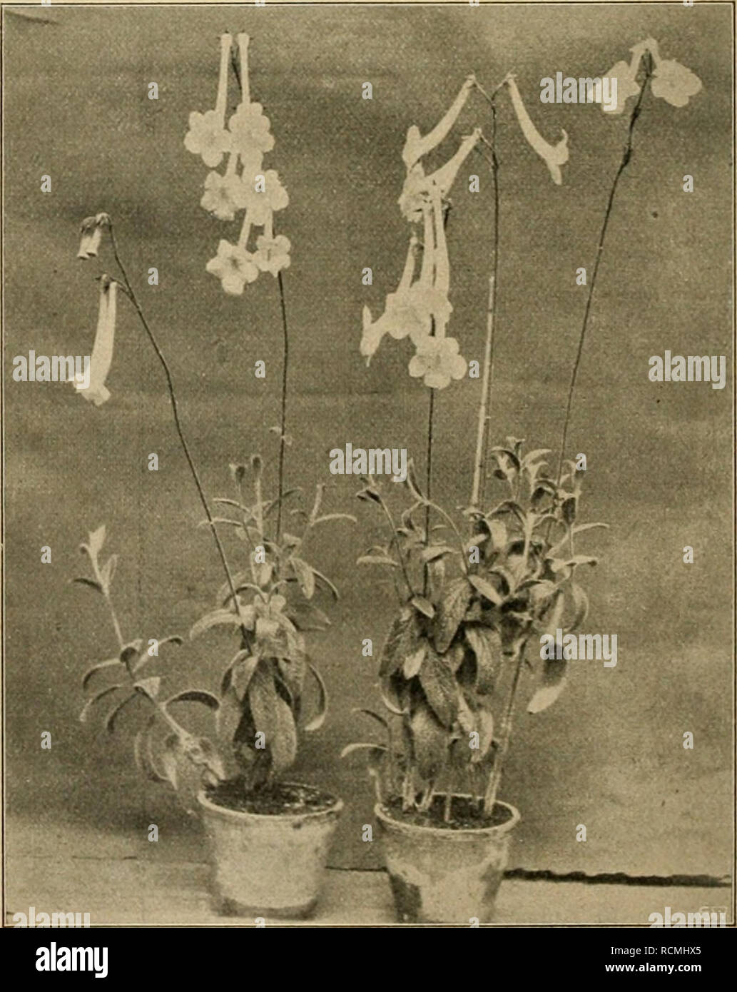 . Die Gartenwelt. Gardening. Achimenes longiflora. Originalaufnahme für die „Gartenwelt&quot;. Varietäten, z. B. latifolia, in allen Teilen größer als die Stammart und mit dunkelblauen Blumen, albida, niedriger als die Stammart, mit blaßblauen, und rosea, mit hellrosaen Blumen. Eine andere auffallende Spezies aus dieser Gattung ist A. tubi- flora (Abb. nebenstehend), welche sich aber nicht wie die vorige zur Zimmerkultur eignet, dafür aber eine interessante, dankbare Pflanze für kühl temperierte Häuser ist, und deshalb für solche Privat- gärtner, deren Herrschaft auch mitunter andere Pflanzen  Stock Photo
