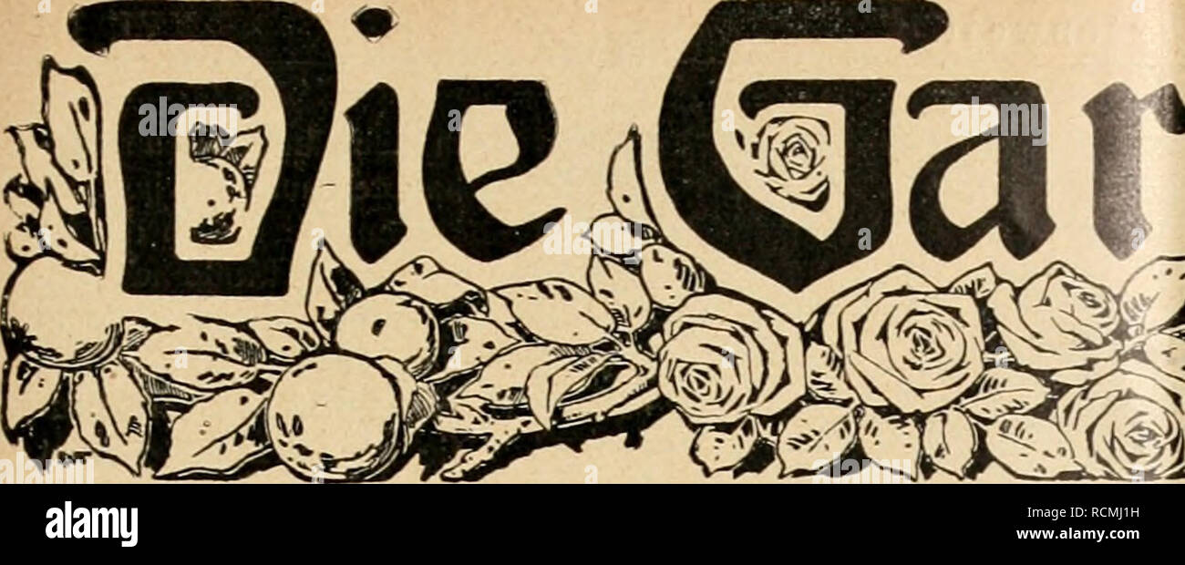 . Die Gartenwelt. Gardening. ifartentflelt Illustrierte Wochenschrift für den gesamten Gartenbau. Jahrgang XVI. 9. März 1912. Nr. 10. Nachdruck und Nachbildung aus dem Inhalte dieser Zeitschrift werden strafrechtlich verfolgt. Zwiebel- und Knollenpflanzen. Eucharis amazonica. Von Karl Kunz, Baron Alfons v. Rothschildscher Garteninspektor, Wien, Hohe Warte. (Hierzu eine Abbildung-.) Zu den reizendsten Schnittblumen gehören ohne Zweifel blühende Eucharis, die in unseren neuzeitlichen Pflanzen- sammlungen leider immer seltener werden. Vielseitig ist man der Ansicht, daß man die Eucharis nur zweim Stock Photo