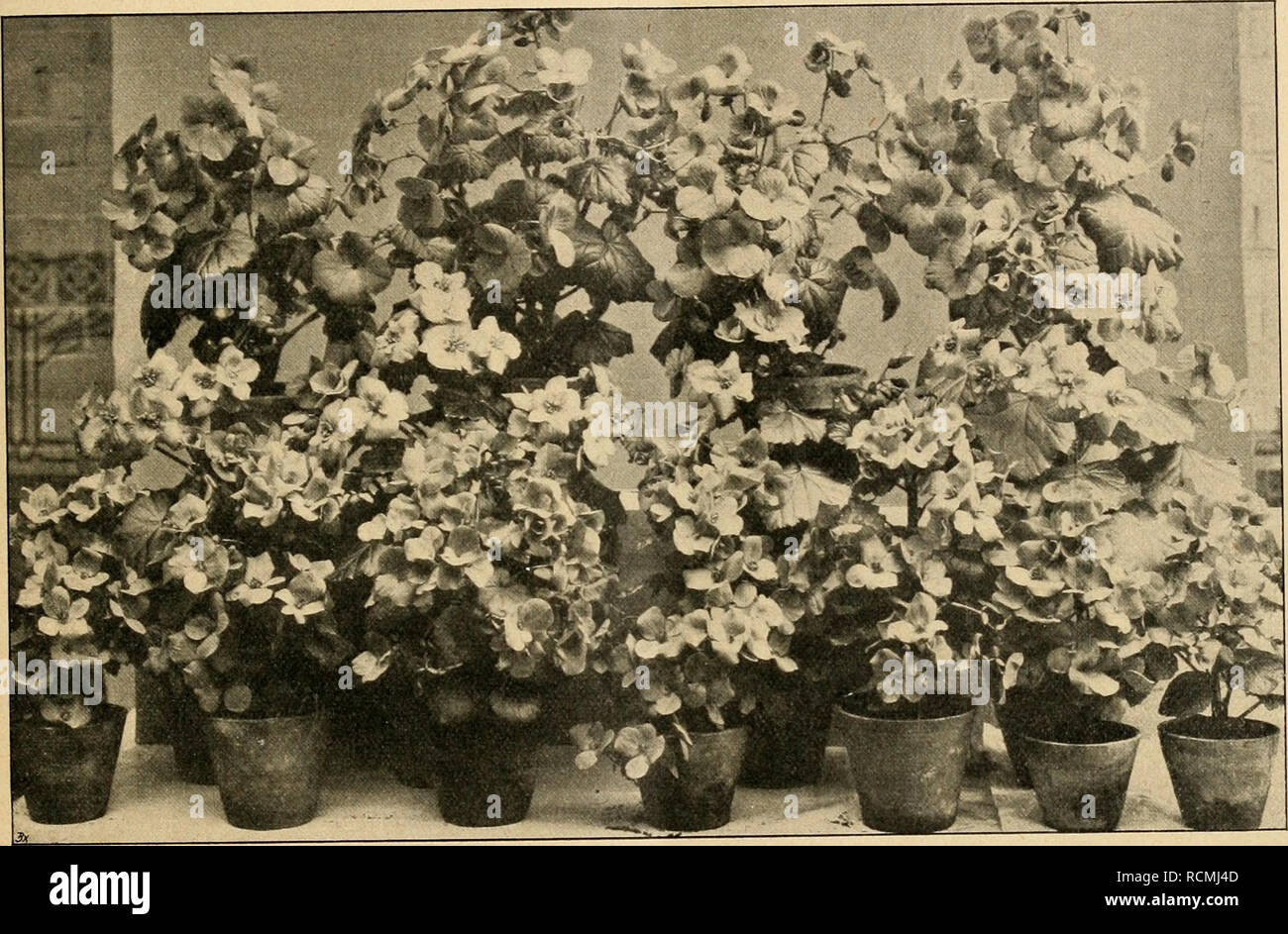 Die Gartenwelt Gardening Xv 11 Die Gartenwelt 143 Hinzufugen
