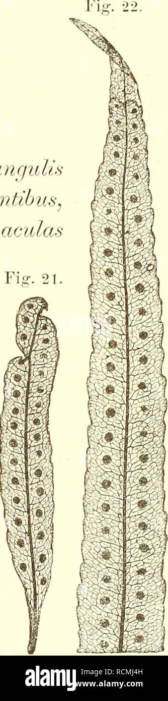 . Die farnkräuter der jetztwelt, zur untersuchung und bestimmung, der in den formationen der erdrinde eingeschlossenen überreste von vorweltlichen arten dieser ordnung nach dem flächen-skelet. Ferns. POL PODIEAE. 51 Polypodium myrtillifolium Kiuilf. Taf. 33, Fi^-. C. Insel Nossibe. riikbodiuni appendicnlatuvi nervo primario r]taclädro7no, siipra hasin proininente, ßr.r/io.so apicem vei'sus furcato, plermnque evanescente; nervis secundarüs paucis, anrjidis acutis cprcdicnliltiis^ hrocliidodromis; maculis medianis rliomhoidalihus ^ prominentihus: lafpids VldcUndii 0—S, maculis latcralihus unise Stock Photo