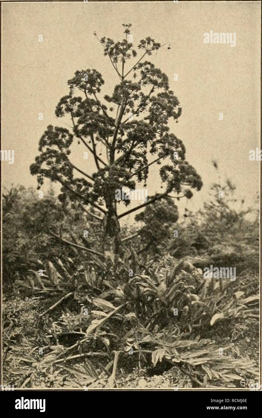 . Die Gartenwelt. Gardening. XV, 10 Die Garten weit. 131. Ferula Asa foetida. Originalaufnahme für die „Gartenwelt&quot;. voll ab. Die angenehm duftendenBlü- ten erscheinen ankurzenStie- ien an der Spitze der bis 1'/, m hoch werdenden Zweige. Die Blütezeit be- ginnt im Juni und endet erst mit Eintritt frostiger Wit- terung. Knos- pig geschnit- ten und ins Wasser ge- stellt, gelan- gen die Blüten zu vollständi- ger Entwick- lung, wie es sich hier über- haupt um eine haltbare Schnittblume handelt. Auch die tiefge- schlitzten, bläulichgrün gefärbten ist sehr hart, leichten, tief- Blätter sind von Stock Photo