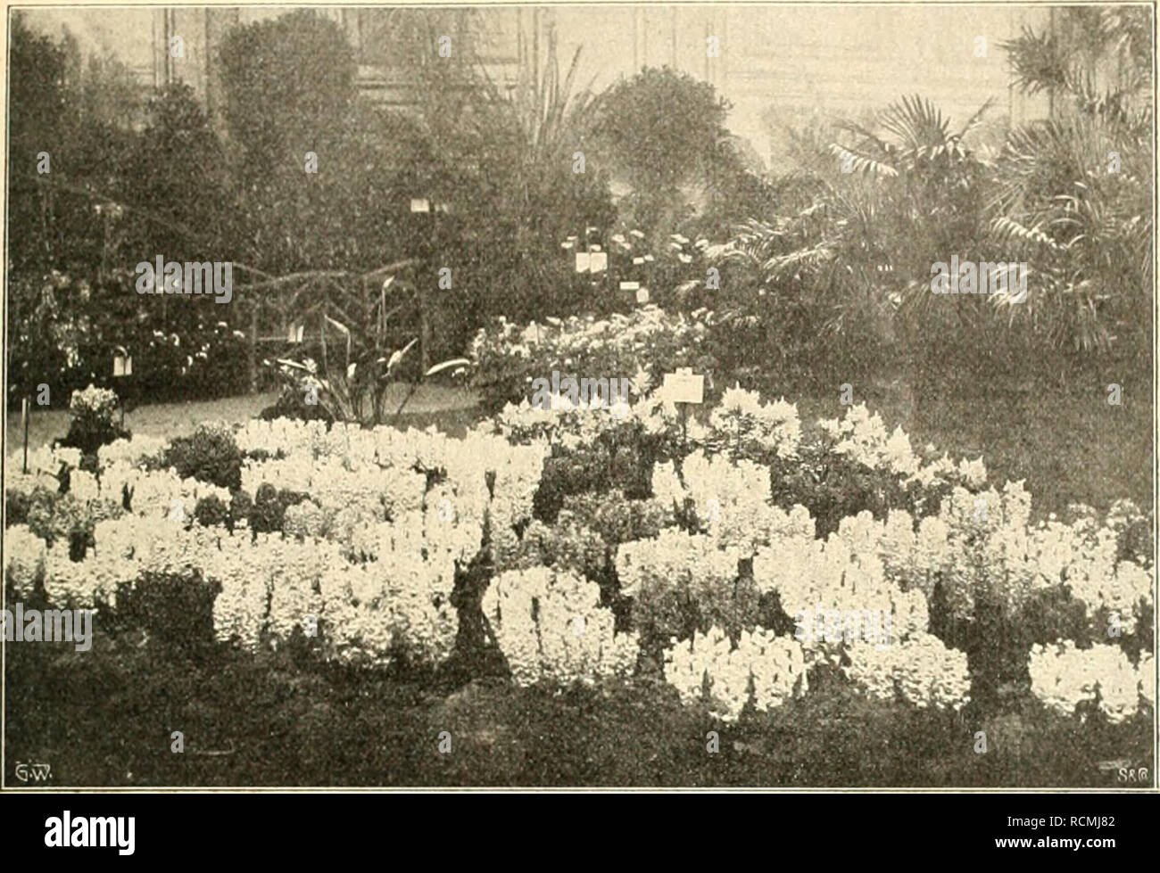 . Die Gartenwelt. Gardening. IX, 29 Die Gartenwelt.. Hyazinthen, je 10 Stück einer Sorte in Pfannen. Aussteller: Anton Roozen & Overveen. Originalaufnahme für die „Gartenwelt". in der Abtei Fontaine sich vorfänden. Der dickste dieser Bäume Geldgier ztmi besaß im Jahre 1770 einen Durchmesser von 1214 Linien, und da worauf die E man nach der Analogie anderer Eiben weiß, daß dieselben jährlich diese Riesen nur eine Linie in der Stärke zunehmen, so müßte die eben be- zeichnete Taxus auch 1214 Jahre alt sein. Noch andere starke Eiben finden sich vor in der Grafschaft Sur- rey, eine andereT Stock Photo