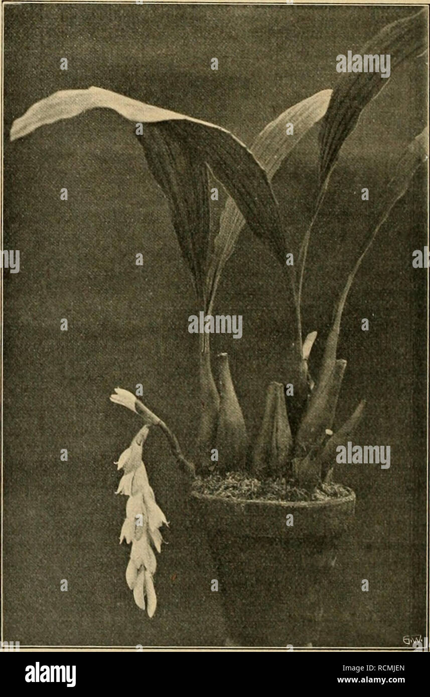 . Die Gartenwelt. Gardening. Abb. 3. Coelogyne peltastes. läppen ist von braunen Nerven durchzogen. Diese Art stammt aus der südwestmalayischen Provinz, wurde von Lobb auf Borneo entdeckt und um 1880 durch Veitch eingeführt. Eine altbekannte und doch in den Kulturen nur seltene Orchidee ist Coelogyne, besser Neogyne Gardneriana (Lindl.) Rchb. f., die wir zu den „vornehmen&quot; der Gattung rechnen dürfen (Abbildung 4, untenstehend). Als Coelogyne wurde sie zuerst von Lindley beschrieben und in seinem 1830 erschie- nenen Werke „Genera et Species&quot; aufgeführt. Auf Grund besonderer Merkmale — Stock Photo
