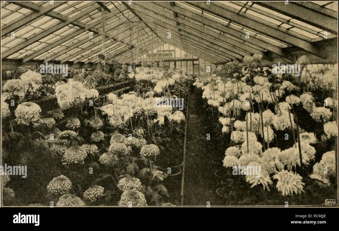 Die Gartenwelt Gardening Gruppe Von Chrysanthemum Und Palmen Flache Betragt Uber 5000 Qm Die Kulturhauser Gliedern