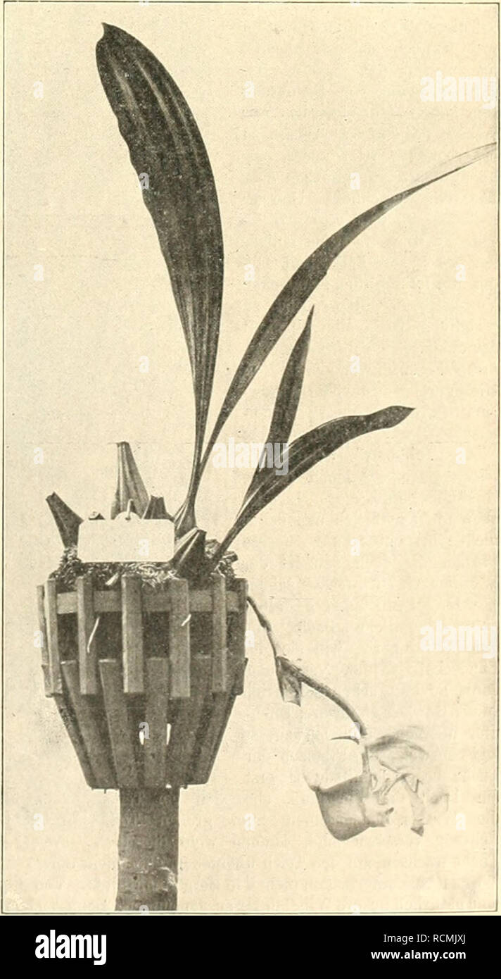 . Die Gartenwelt. Gardening. ustriertes Wochenblatt für den oresamten Gartenbau. Jahrgang IX. 8. Oktober 1904. No. 2. Xachdruck und Nachbildung aus dem Inhalt dieser Zeitschrift wird strafrechtlich verfolgt. Orchideen. Coryaiitlies leucocorys Rolfe und Peristeria aspera Rolfe. Von B. Othmer, Kg!. Garteninspektor, München. (Hierxu x-wei Abbildungen.) Cyoryanthes leucocorys Rolfe ist eine neuere Ein- führung aus Peru, die wohl zuerst bei Linden in Brüssel blühte. In der äußeren Tracht ist diese seltene Pflanze einer mittelgroßen Stanhopea ähnlich. Die Scheinknollen sind etwas schlank, gerieft, ( Stock Photo