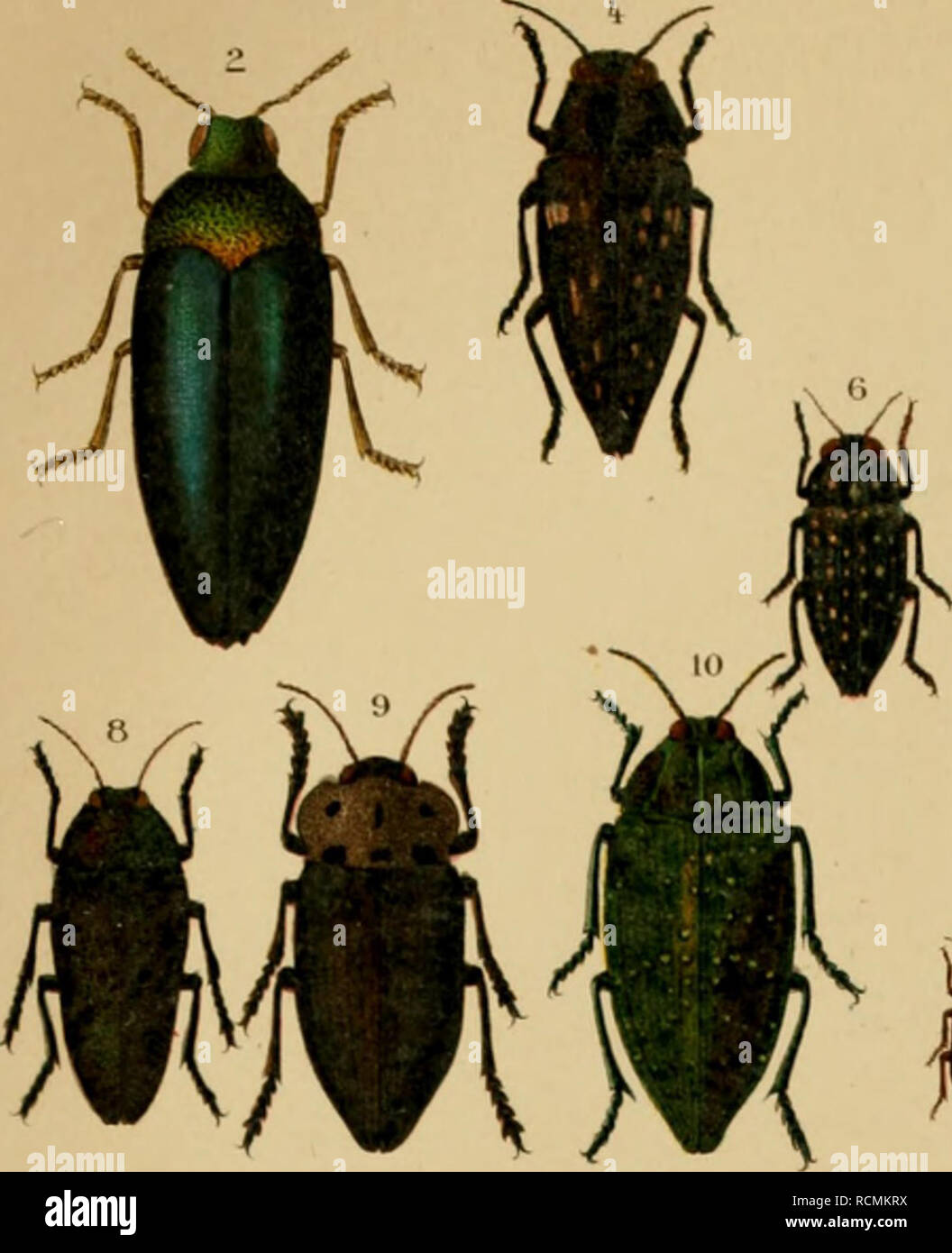 . Die exotischen Käfer in Wort und Bild. Beetles. Buprestidae III. Throseidae. Eucnemidae.. Please note that these images are extracted from scanned page images that may have been digitally enhanced for readability - coloration and appearance of these illustrations may not perfectly resemble the original work.. Heyne, Alexander; Taschenberg, Otto, 1854-1922. Leipzig : G. Reusche Stock Photo