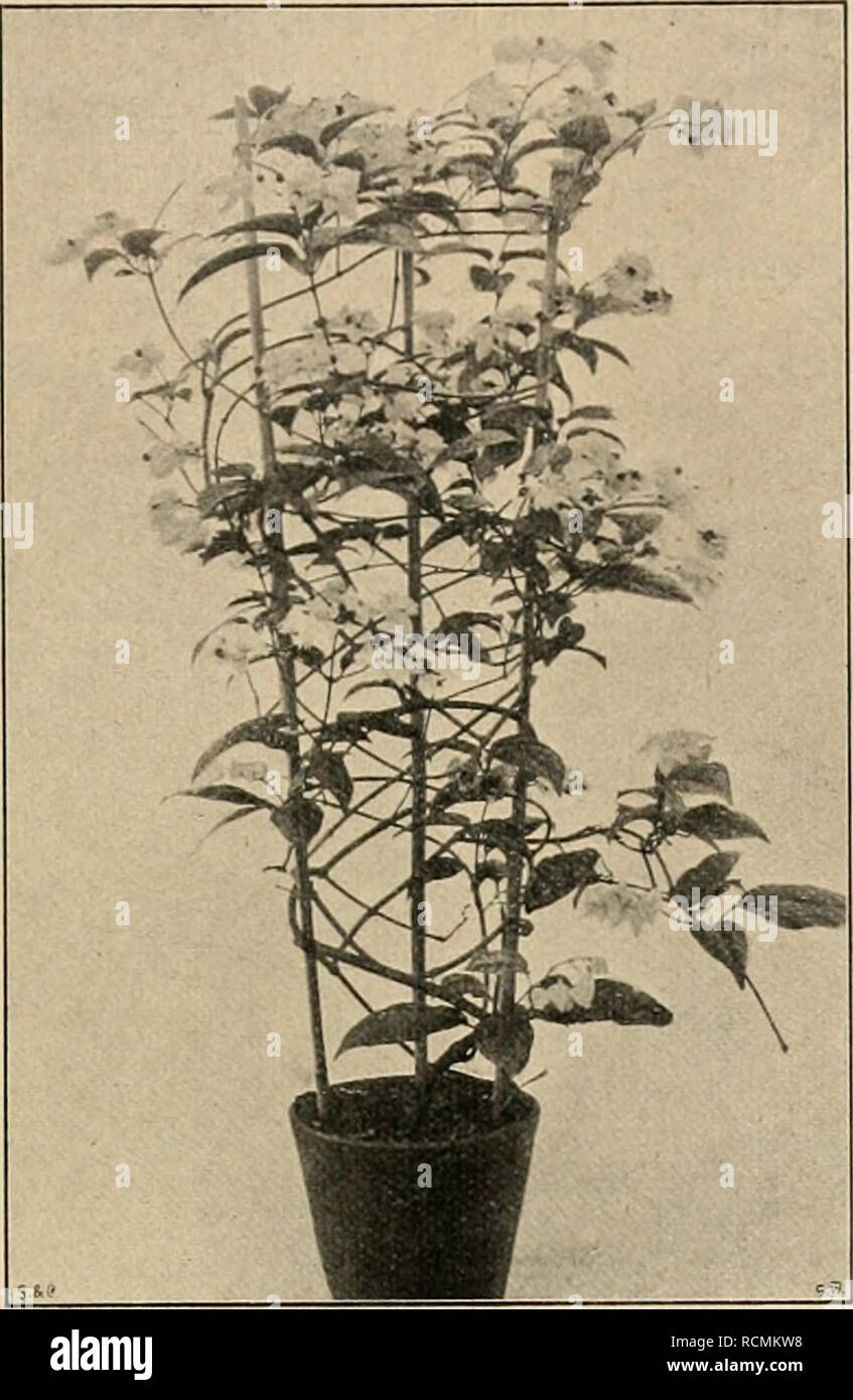 Die Gartenwelt. Gardening. vm, 15 Die Gartenwelt. 173 schrieben. Ich möchte  in nachfolgendeu Zeilen dem CT. Thomsonae als Topfpflanze diis Wort reden,  wozu es sich, wie die beistehende Abbildung verausohaulicht, recht, image size:847x1390