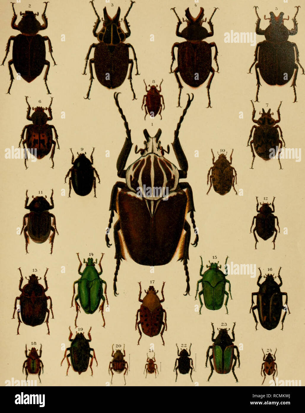 . Die exotischen Käfer in Wort und Bild. Beetles. Cetonini VI. Ineaini. Triehiini. Valgini. 2 Ibis.. 1. Ooliathus giganteus. 2. lnca pulverulentus 9- 3. I. clathratus &lt;$. 4. I. besckii $. 5. I. burmeisteri g. 6. I. irroratus $• 7. I. bon- plandi rj. 8. Macroma cognata. 9. Diplognatha silicea. 10. Pseudinca admixlus. 11. Platygenia barbata. 12. Osmoderma scabra. 13. Bothrorrhina reflexa {. 14. Pseudochalcothea auripes. 15. Ischiopsopha Iucivorax. 16. Clerota budda. 17. Conradtia principalis. 18. Stegopterus suturalis. 19. Mycterophallus dichropus. 20. Trichius piger. 21. Comythovalgus fascic Stock Photo