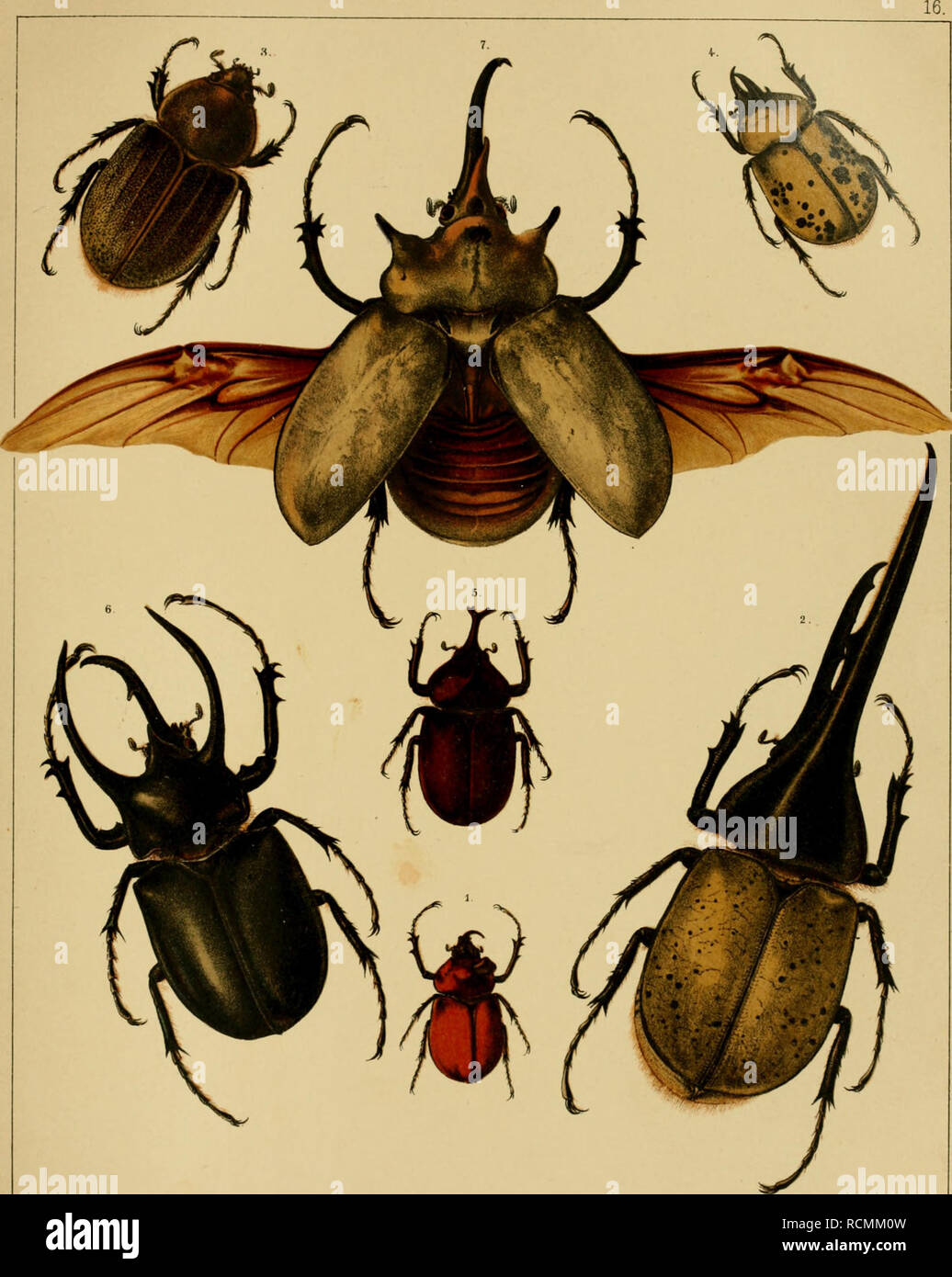 . Die exotischen KÃ¤fer in Wort und Bild. Beetles. Dynastidae III.. 1. Golofa Piearro. 2^8j Dynasten Heronles. 4. Tityus. 5. Xylotrapes diohotomus. 6. Chalcosoma Atlas. 7. Megasoma Elepbas. â â â. Please note that these images are extracted from scanned page images that may have been digitally enhanced for readability - coloration and appearance of these illustrations may not perfectly resemble the original work.. Heyne, Alexander; Taschenberg, Otto, 1854-1922. Leipzig : G. Reusche Stock Photo