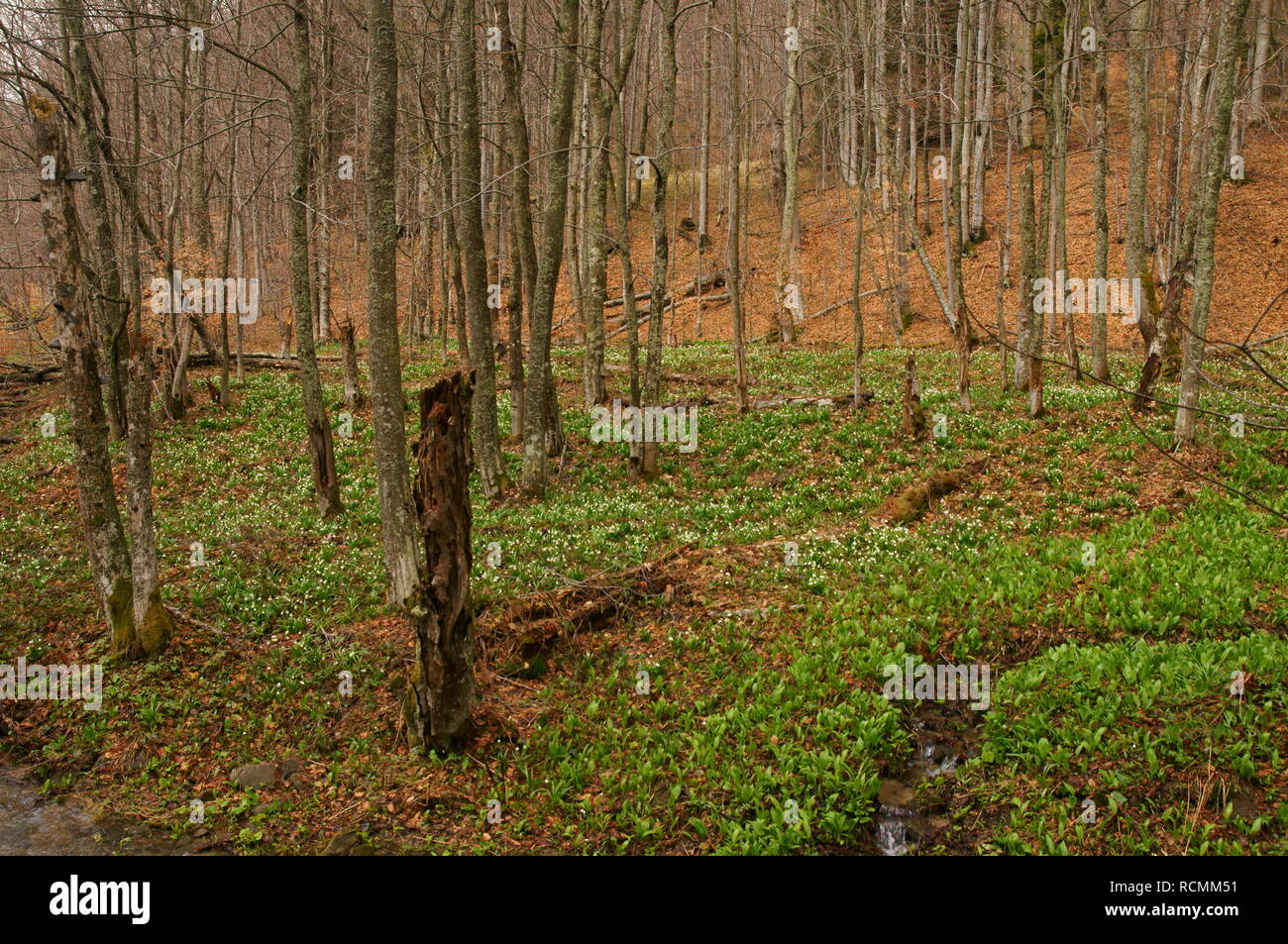 Bieszczady National Park - Terebowiec stream valley. Poland Stock Photo