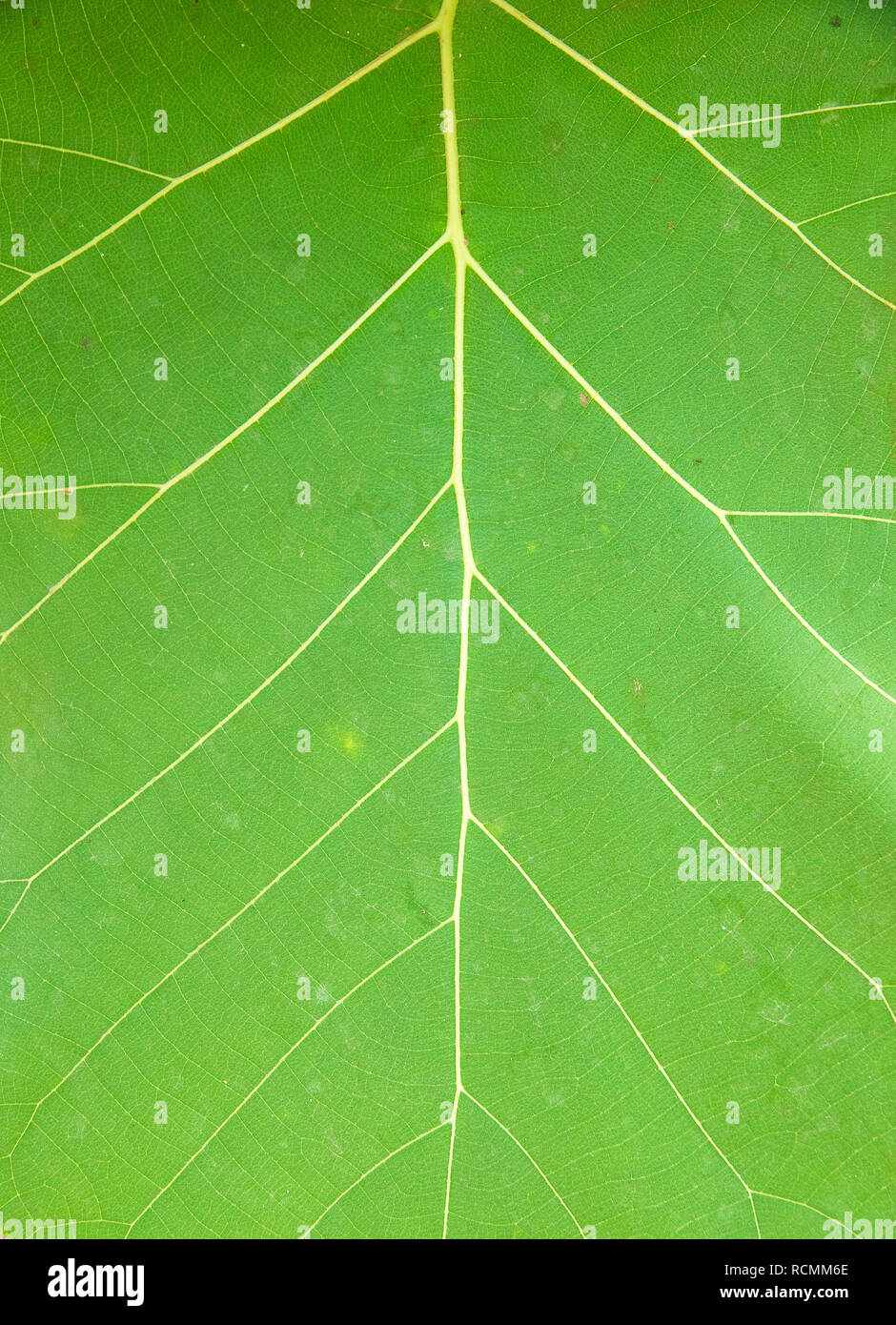 Close up green leaf of texture and background Stock Photo - Alamy