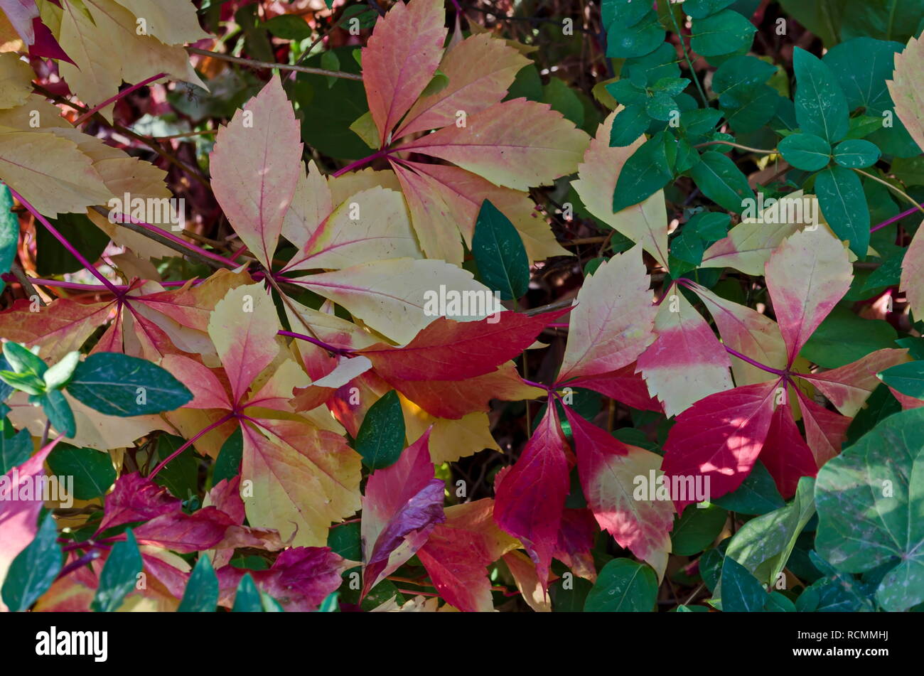 Natural background from autumnal foliage of red, yellow, green, rose, white leaves tree on the Black Sea coast  in ancient city Nessebar or Mesembria, Stock Photo