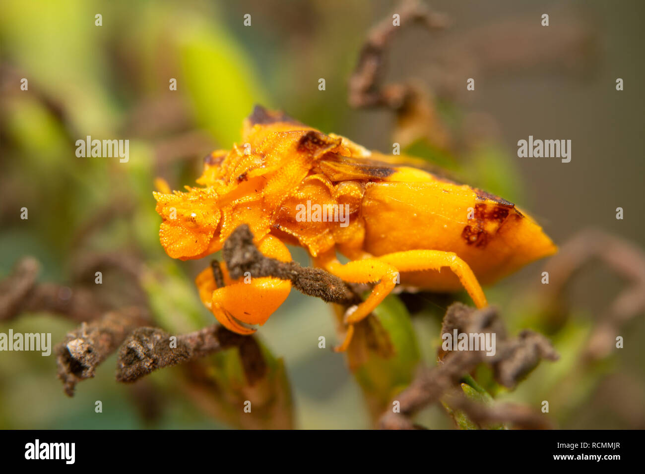 Superbly camouflaged Jagged Ambush Bug lying in wait for prey on a butterflybush Stock Photo