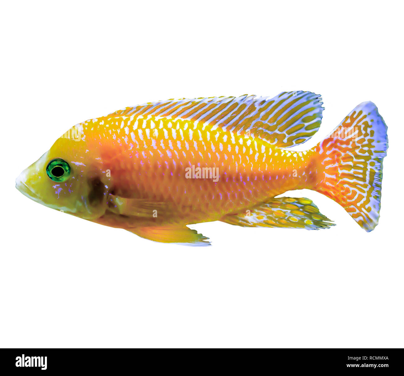 Orange tropical fish from the Indian Ocean. Pseudanthias .Isolated photo on white background. Website about nature ,aquarium fish, life in the ocean . Stock Photo