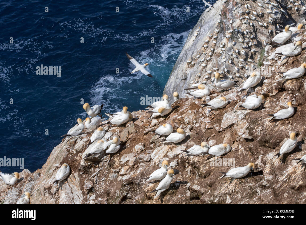 Northern gannets (Morus bassanus) breeding on nests in sea cliff at seabird colony in spring, Hermaness, Unst, Shetland Islands, Scotland, UK Stock Photo