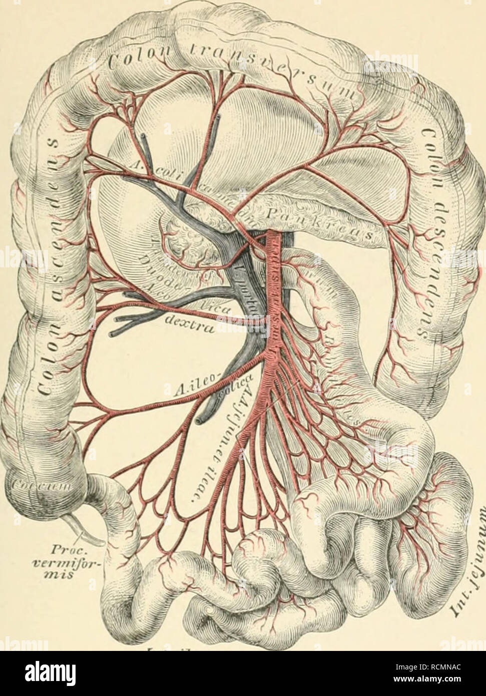 . Die descriptive und topographische Anatomie des Menschen. Anatomy. Aorta aldominalii 519. 730. Die Verästlung der Arteria mesenterica superior. 2. Die obere Gekrösarterie, Art. ior, entspringt anmittelbar anter di r ea, zieh! hinter dem lii pfe des Pancreas zur Wurzel des Gekröses und versorgt durch etwa zwanzig Aeste den grössten Theil der Gedärme. Sie bildet: Art. pancrea untere Querstück des n und den Kopf, des Pancreas; b) die An ileae für den Dünndarm; c^ die Ari. ileocolica zum Endstücke des Dünn- und Anfangsstücke d.'s Dickdarms mit einem Nebenzweige, der Ar'. für den P d) die .1-'. e Stock Photo